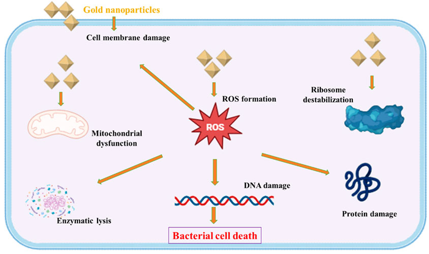 Diagram illustrating mechanisms of bacterial cell death induced by gold nanoparticles. Arrows indicate processes such as cell membrane damage, mitochondrial dysfunction, ribosome destabilization, and enzymatic lysis leading to reactive oxygen species formation. This causes DNA and protein damage, culminating in bacterial cell death.