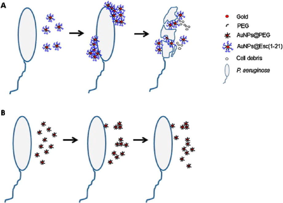 Diagram showing interactions between gold nanoparticles and P. aeruginosa cells. Panel A illustrates AuNPs@Esc(1-21) binding to cells and causing cell debris formation. Panel B shows AuNPs@PEG not causing cell damage. A legend identifies gold, PEG, AuNPs@PEG, AuNPs@Esc(1-21), cell debris, and P. aeruginosa.