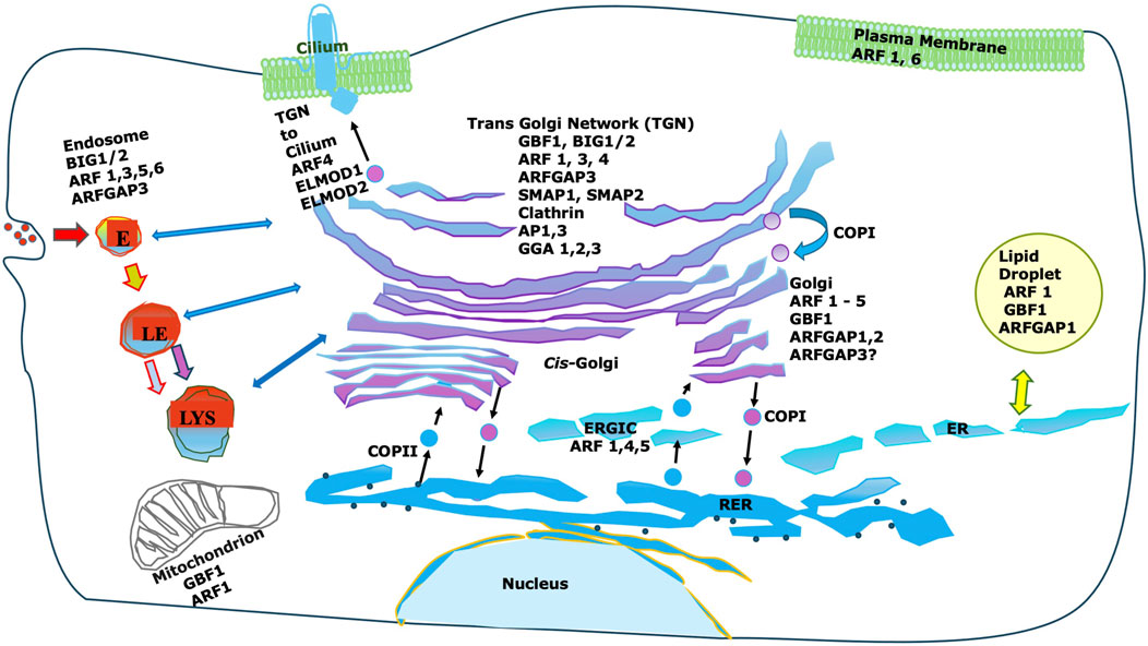 Diagram illustrating membrane trafficking in a eukaryotic cell, highlighting pathways and components. It includes endosomes, lysosomes, the trans-Golgi network, Golgi, endoplasmic reticulum, mitochondrion, nucleus, cilium, plasma membrane, and lipid droplets. Various proteins and complexes like ARF, BIG, GBF1, COPI, and COPII are labeled, indicating their roles in vesicular transport processes. Arrows depict the direction of transport between cellular compartments.