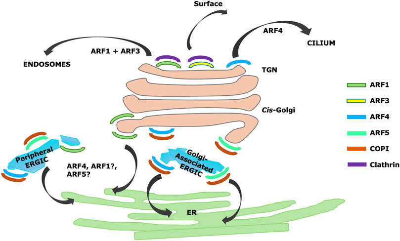 Illustration of intracellular transport pathways involving the Golgi apparatus and associated structures. Labels indicate movement regulated by ARF1, ARF3, ARF4, and ARF5 between the trans-Golgi network (TGN), endosomes, the cell surface, cilium, peripheral and Golgi-associated ERGIC, and the endoplasmic reticulum (ER). The diagram shows interactions with clathrin and COPI in these processes.
