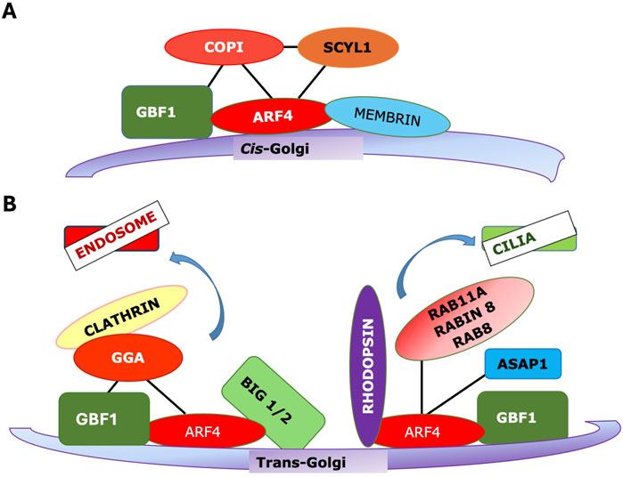 Diagram showing ARF4-mediated protein trafficking between cis-Golgi and trans-Golgi. Panel A illustrates interactions at the cis-Golgi, involving COPI, SCYL1, and Membrin with ARF4 and GBF1. Panel B depicts trans-Golgi trafficking, including Endosome, Clathrin, and GGA involvement. Rab11A, Rabin 8, Rab8, and Rhodopsin interactions lead to cilia, facilitated by ARF4, ASAP1, and GBF1 connections.