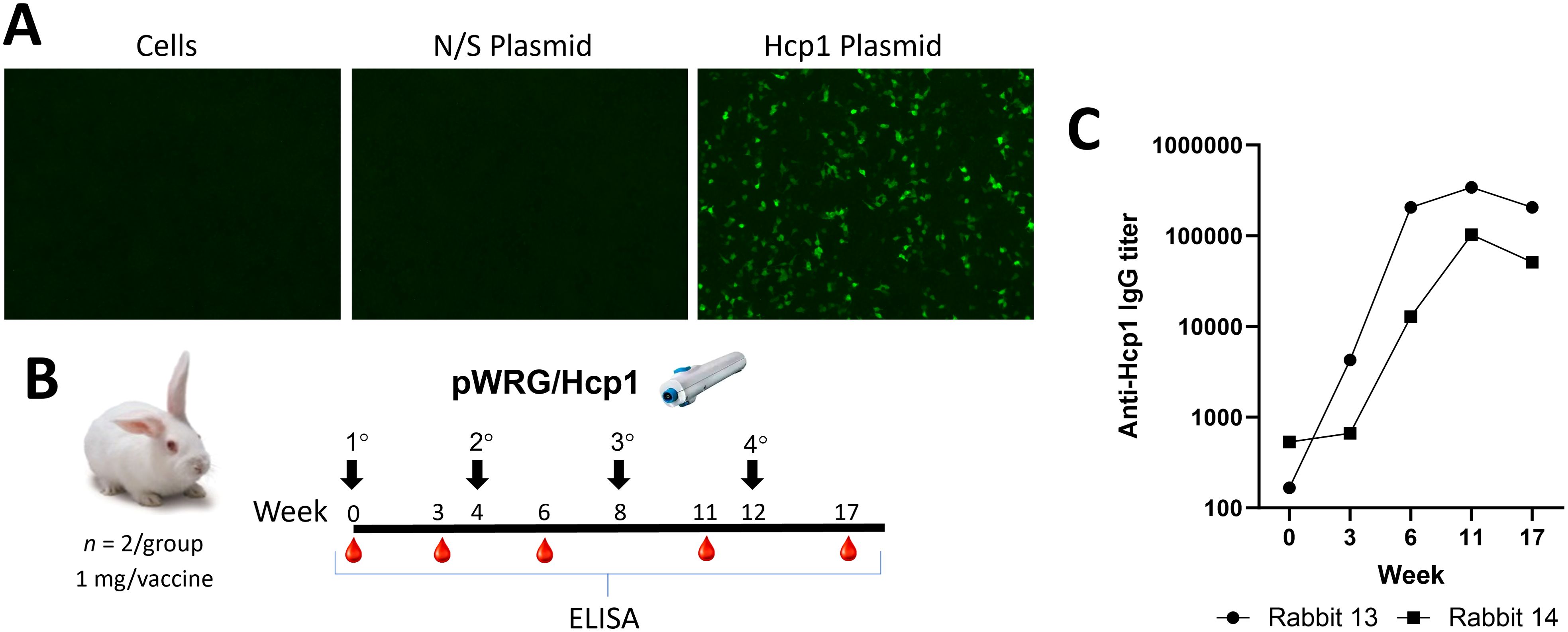 Panel A shows three fluorescence microscopy images: non-transfected cells, N/S plasmid, and Hcp1 plasmid, with increasing green fluorescence. Panel B illustrates a rabbit vaccination schedule using the pWRG/Hcp1 plasmid with blood collection points. Panel C presents a line graph of anti-Hcp1 IgG titers for two rabbits over seventeen weeks, showing increasing titers.