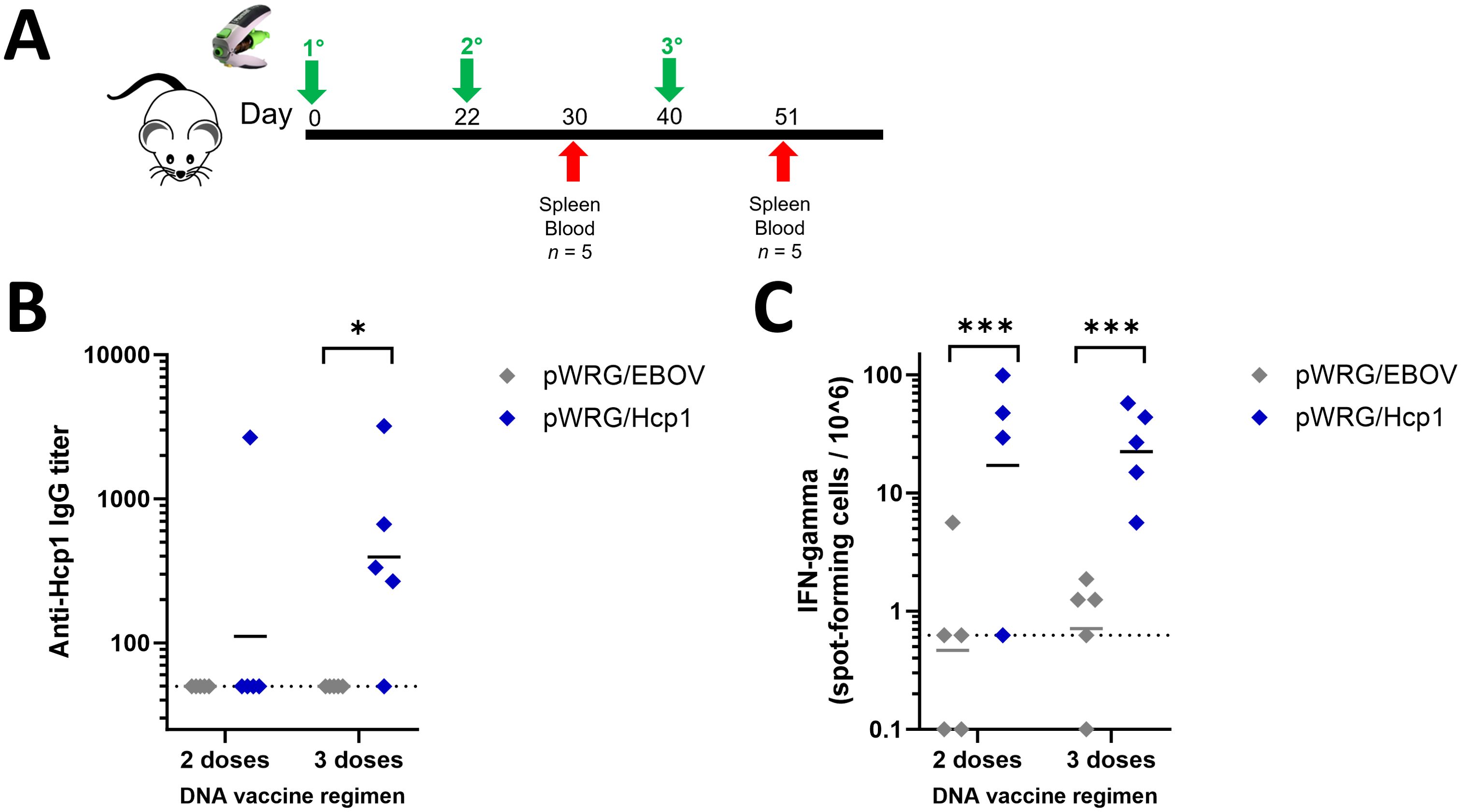 Illustration showing a vaccine regimen study on mice. Panel A depicts a timeline of vaccinations and sample collections on days 0, 22, 30, 40, and 51. Panel B shows a dot plot of Anti-Hcp1 IgG titer comparing two and three dose regimens for pWRG/Hcp1, with higher titers for three doses. Panel C displays a dot plot of IFN-gamma spot-forming cells, with more spots for pWRG/Hcp1 than pWRG/EBOV, especially in three dose groups. Significance is indicated by asterisks.