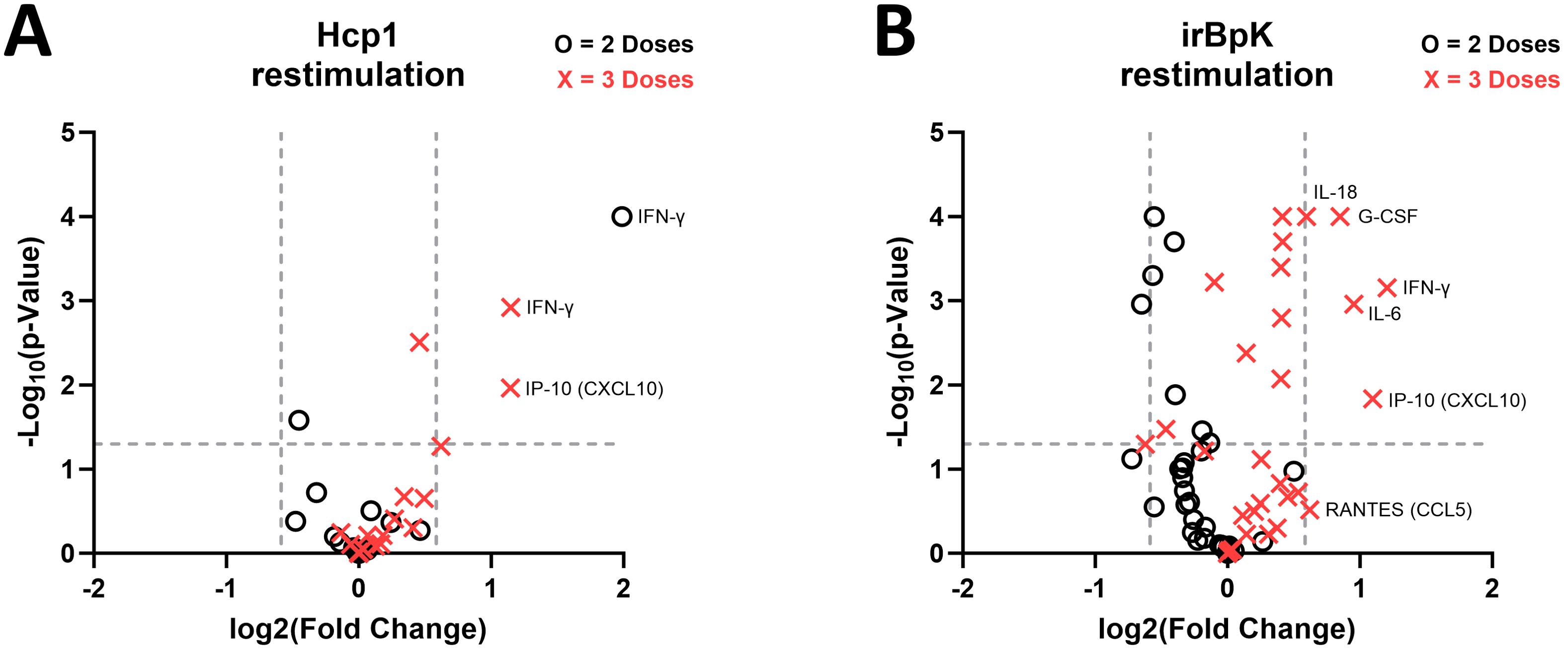 Two scatter plots labeled A and B compare cytokine responses after Hcp1 and irBpK restimulation, respectively. Y-axis shows -log₁₀(p-value) and x-axis shows log₂(fold change). Open circles represent two doses, and red crosses represent three doses. In plot A, significant shifts are observed for IFN-γ and IP-10 (CXCL10). In plot B, notable markers include IL-18, G-CSF, IFN-γ, IL-6, IP-10 (CXCL10), and RANTES (CCL5).
