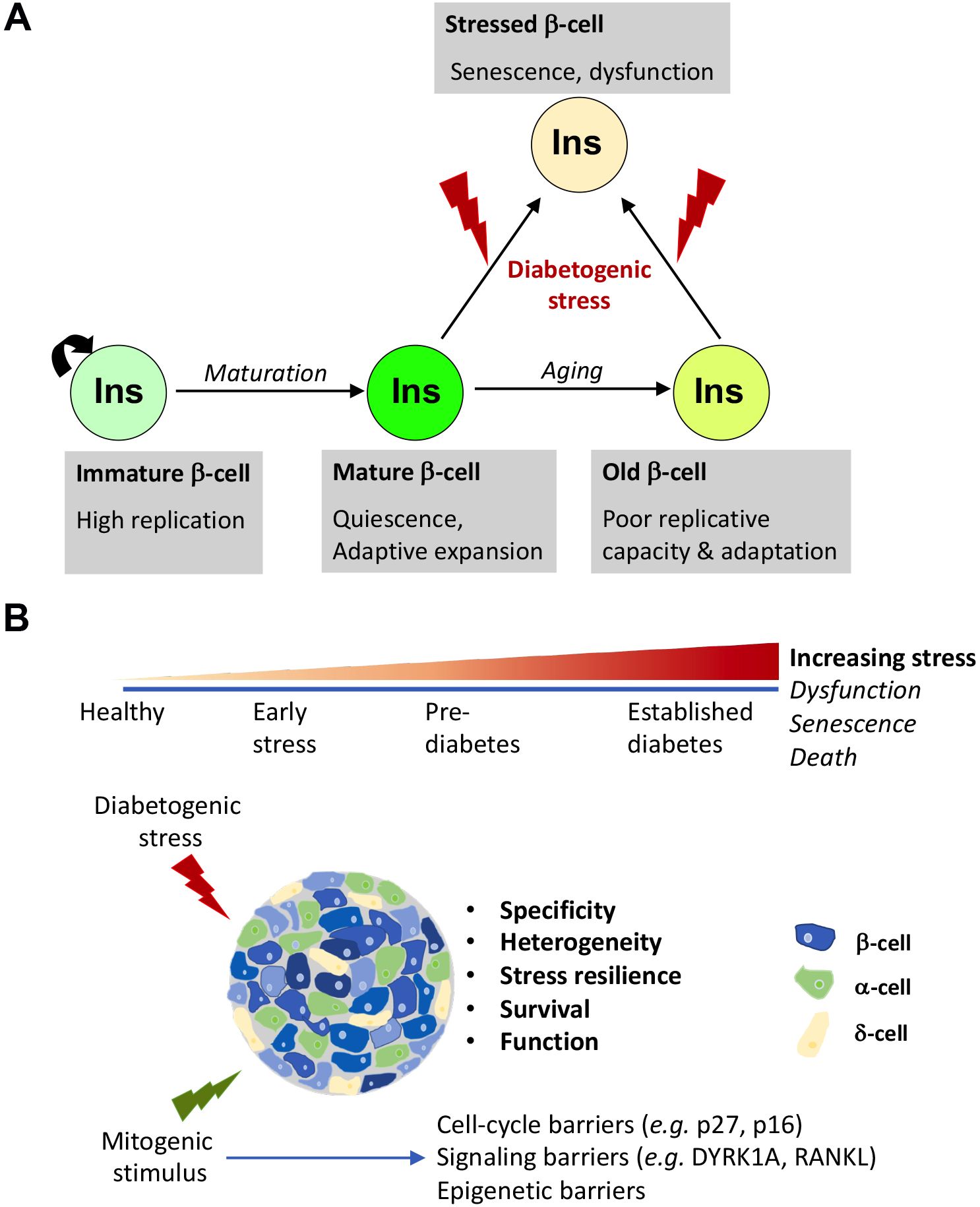 Diagram illustrating beta-cell replication throughout life and its applications for therapy. Part A shows the progression from immature to mature to old beta-cells, with indication that stress leads to beta-cell senescence and dysfunction. Part B shows the relationship between increasing stress levels and progression from health to established diabetes, affecting beta-cell heterogeneity, resilience, survival, and function. A picture of islet shows how diabetogenic stress may influence the action of mitogenic agents for therapy.
