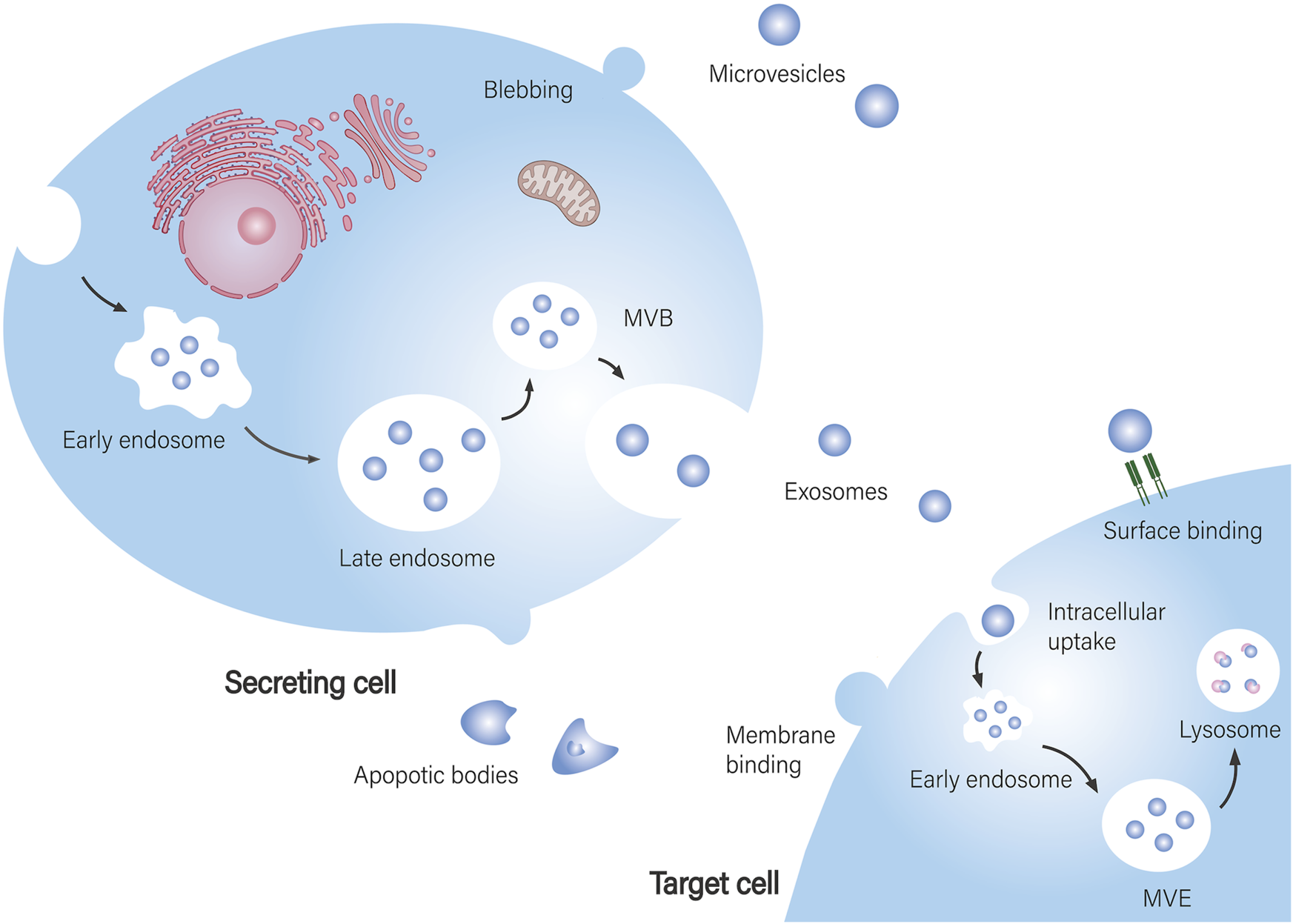 Diagram illustrating processes in cell communication. A secreting cell releases microvesicles, exosomes, and apoptotic bodies. Exosomes originate from multivesicular bodies (MVB) within endosomes. Target cell interactions include membrane and surface binding, leading to intracellular uptake and lysosome involvement. Key components like mitochondria and endoplasmic reticulum are labeled.