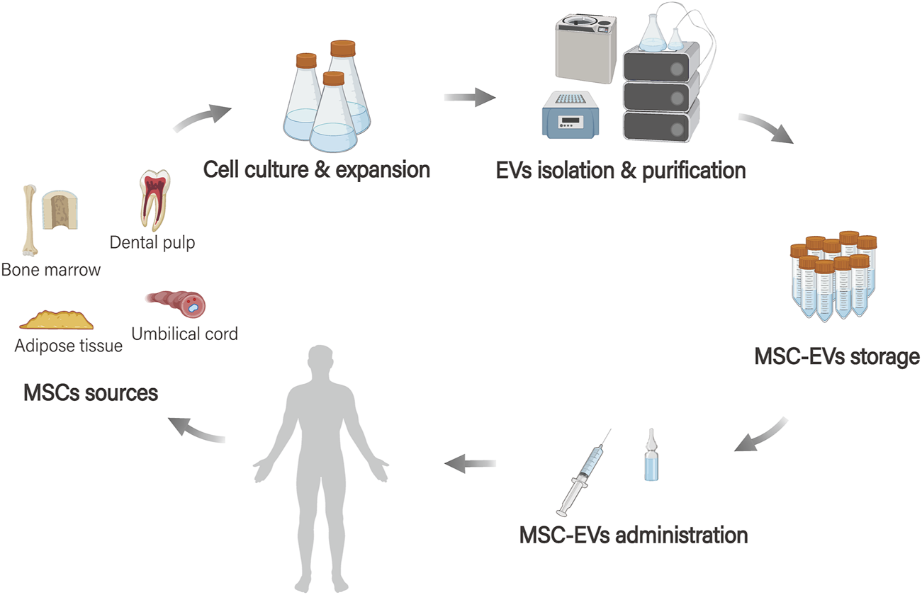 Flowchart showing MSCs sources and processing. Sources include bone marrow, dental pulp, adipose tissue, and umbilical cord. Steps: cell culture and expansion, EVs isolation and purification, MSC-EVs storage, and ultimately MSC-EVs administration. Arrows indicate the process flow.