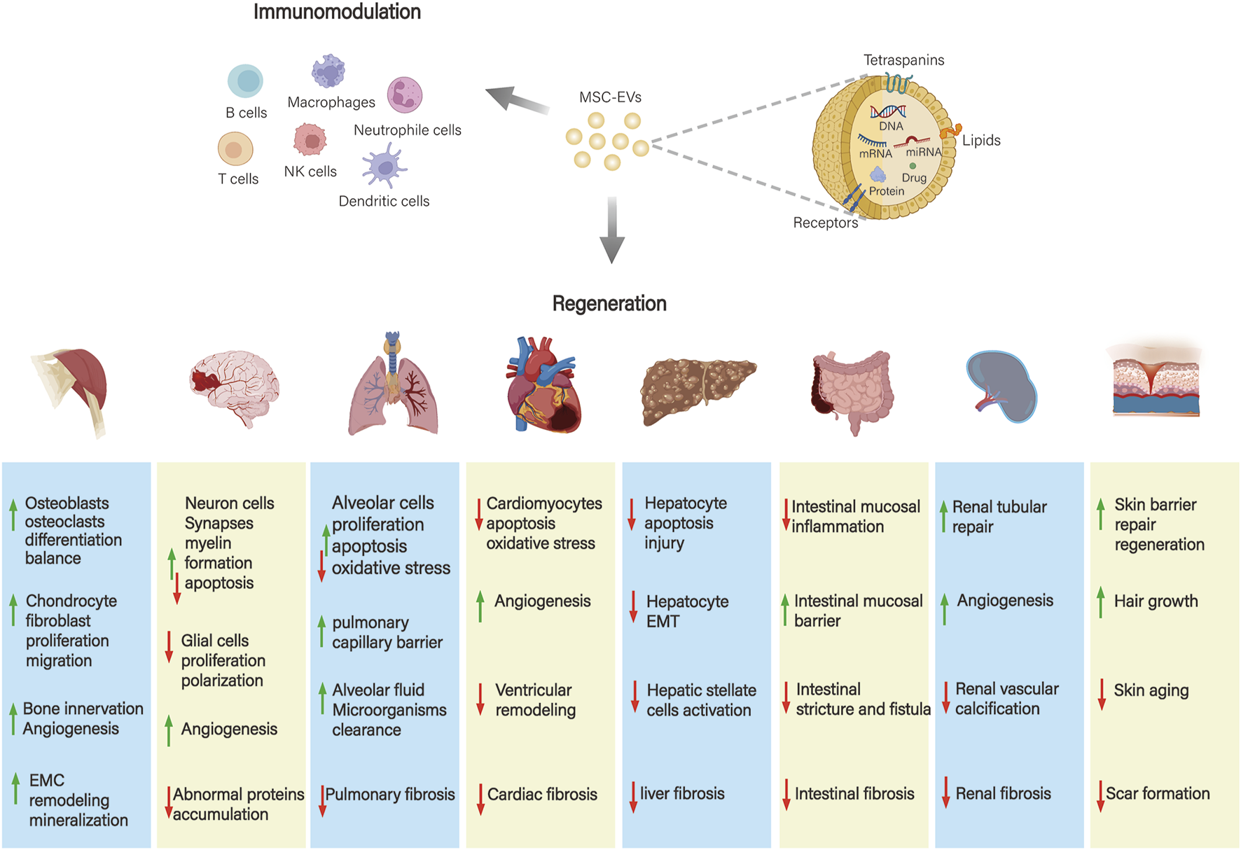 Diagram illustrating the roles of MSC-EVs in immunomodulation and regeneration. Immunomodulation shows MSC-EVs affecting immune cells like B cells, T cells, and macrophages, with a detailed view of their components. Regeneration section highlights effects on various organs: bones, brain, lungs, heart, liver, intestines, kidneys, and skin, detailing cellular processes such as apoptosis, proliferation, inflammation, and repair mechanisms. Arrows indicate increases or decreases in these processes, emphasizing therapeutic potential.