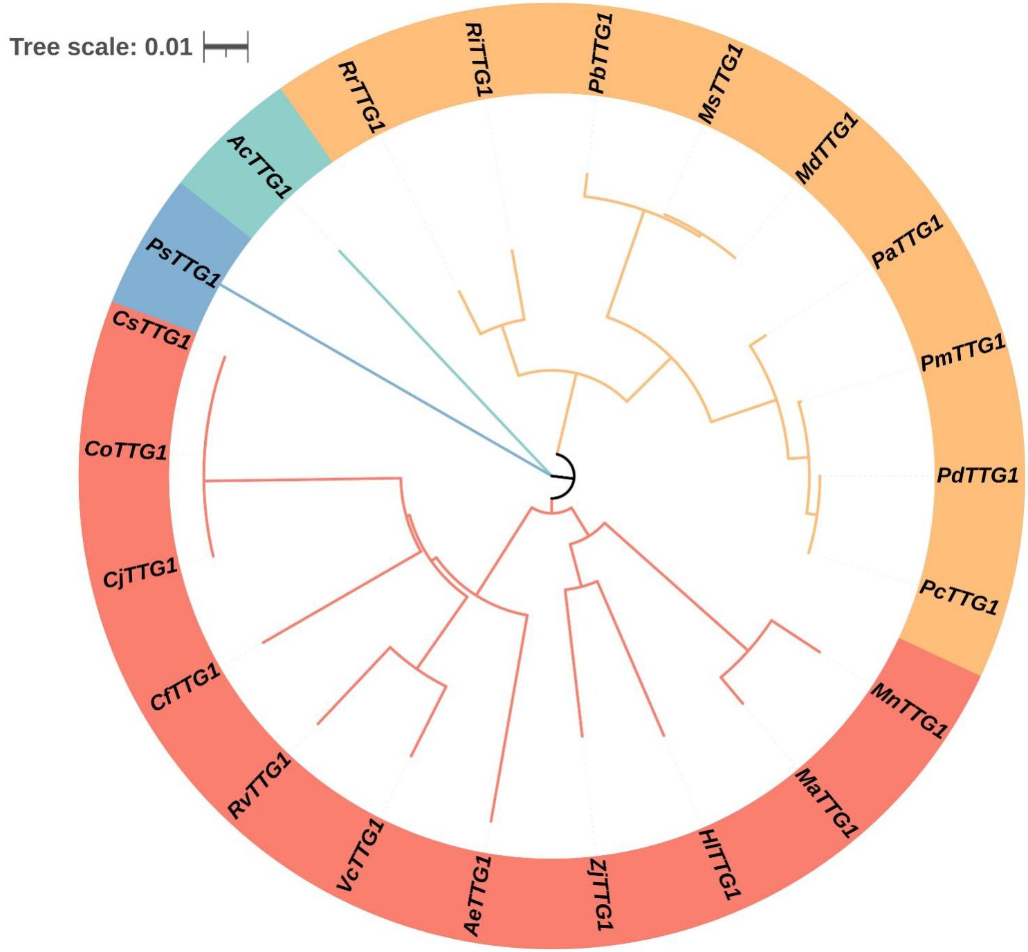 Circular phylogenetic tree displaying evolutionary relationships among various TTG1 gene sequences. The tree is color-coded with three sections: blue, orange, and red. Labels such as “AcTTG1” and “PcTTG1” identify different genes. The scale bar indicates a distance of 0.01.