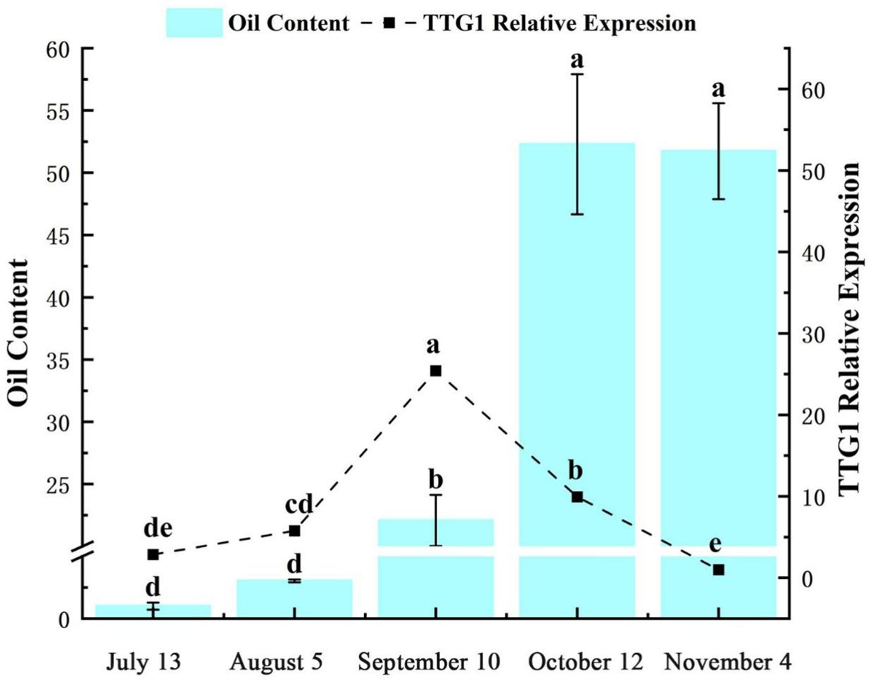Bar and line graph showing oil content and TTG1 relative expression from July 13 to November 4. Oil content, shown in blue bars, increases steadily, peaking on October 12 and November 4. TTG1 expression, shown as a dotted line, peaks on September 10, then declines. Data points are labeled with varying significance values.