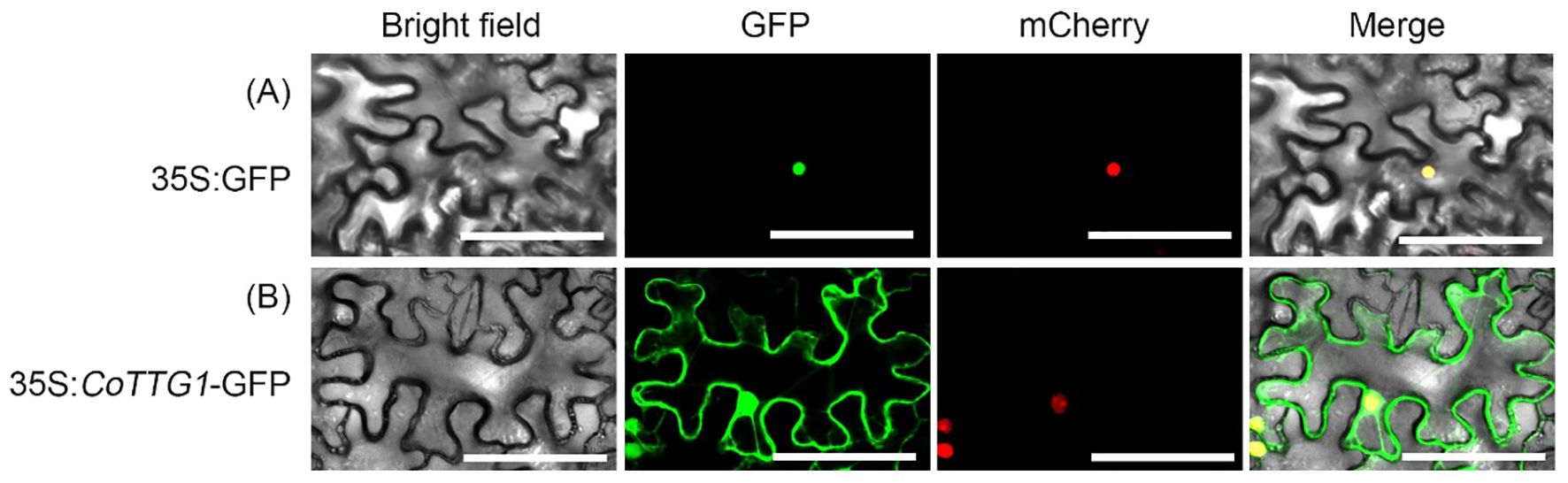 Microscopic images showing epidermal patterns. Panel A depicts plant cells expressing 35S:GFP, with bright field, GFP, mCherry, and merged channels. Panel B shows cells with 35S:CoTTG1-GFP, highlighting GFP localization to cell membranes. The mCherry channel highlights red fluorescence in both cases, and merging reveals yellow overlap. White scale bars are visible for reference.