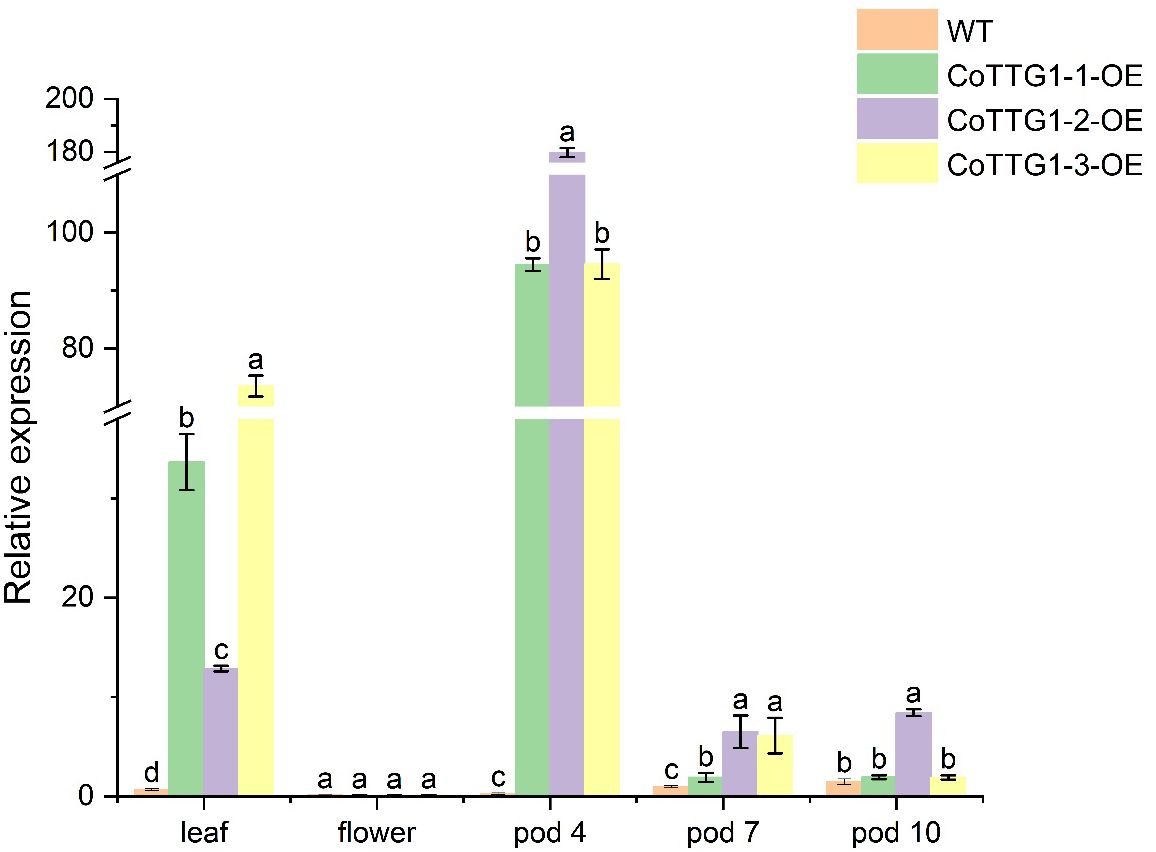 Bar graph showing relative expression levels of WT, CoTTG1-1-OE, CoTTG1-2-OE, and CoTTG1-3-OE across leaf, flower, pod 4, pod 7, and pod 10. Pod 4 has the highest expression, particularly in CoTTG1-2-OE and CoTTG1-3-OE. WT shows lower overall expression levels. Error bars are included for statistical variation.