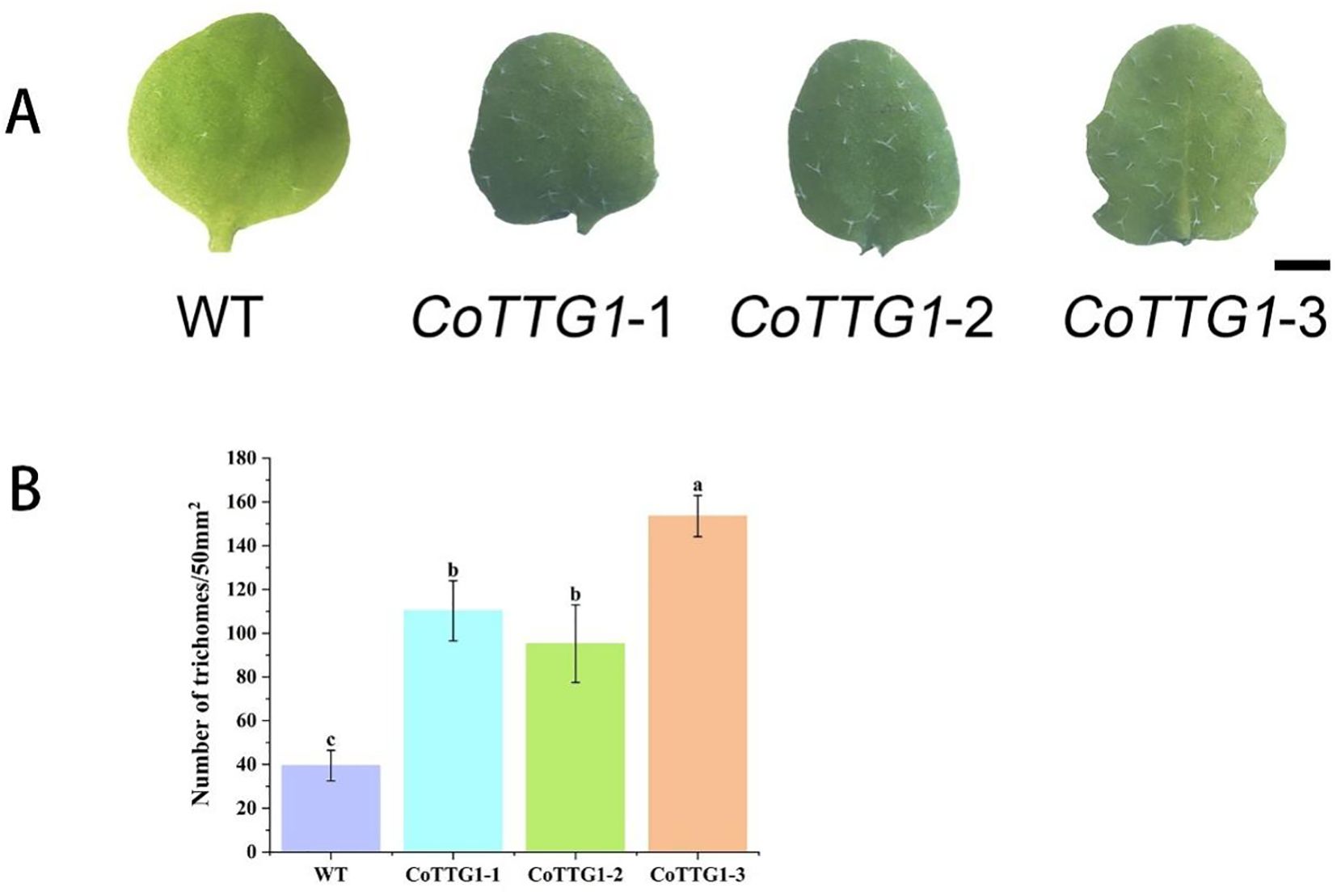 Panel A shows four different leaf types labeled WT, CoTTG1-1, CoTTG1-2, and CoTTG1-3. Panel B is a bar graph depicting the number of trichomes per fifty square millimeters for each leaf type. WT has the fewest trichomes, while CoTTG1-3 has the most.