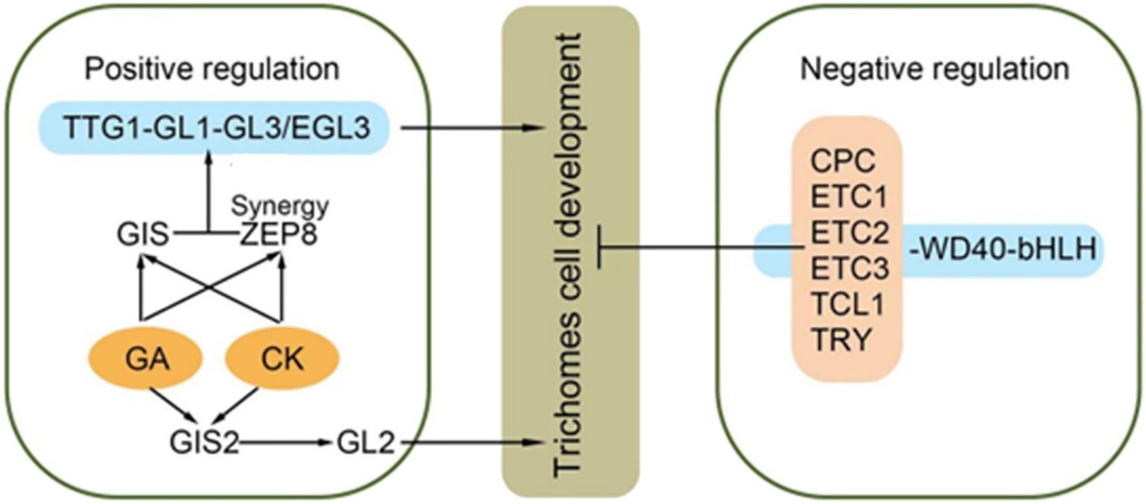 Diagram depicting the regulation of trichomes cell development. Positive regulation involves TTG1, GL1, GL3/EGL3, GIS, ZEP8, GA, CK, GIS2, and GL2. Negative regulation includes CPC, ETC1-3, TCL1, TRY, and WD40-bHLH. The interactions and synergies among these components are illustrated with arrows.