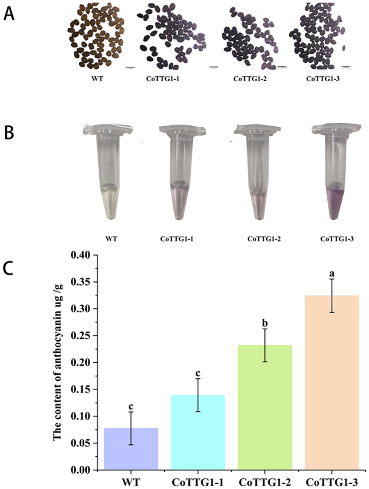 Panel A shows seeds with varying coloration: WT seeds are brown, while CoTTG1-1, CoTTG1-2, and CoTTG1-3 seeds are increasingly darker. Panel B depicts tubes with a gradient of pink coloration, from light in WT to dark in CoTTG1-3. Panel C is a bar graph showing anthocyanin content in micrograms per gram, with WT the lowest and CoTTG1-3 the highest. Bars include error bars labeled with letters indicating statistical significance.