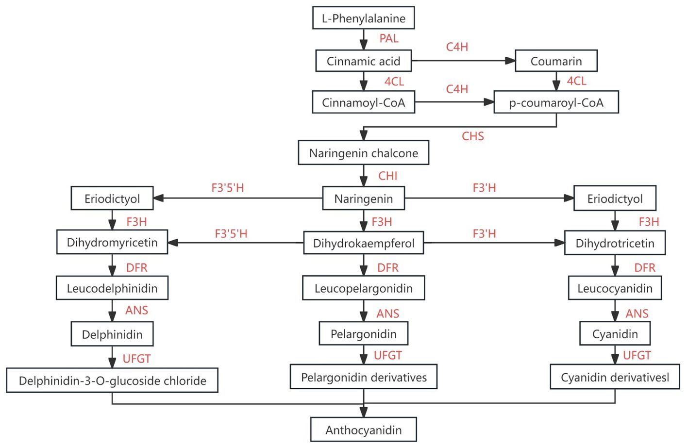 Flowchart of flavonoid biosynthesis starting with L-Phenylalanine, leading to different compounds like Eriodictyol, Naringenin, and Dihydrokaempferol, with enzymes like PAL, C4H, F3H, and UFGT involved. Pathways culminate in Anthocyanidin and derivatives.