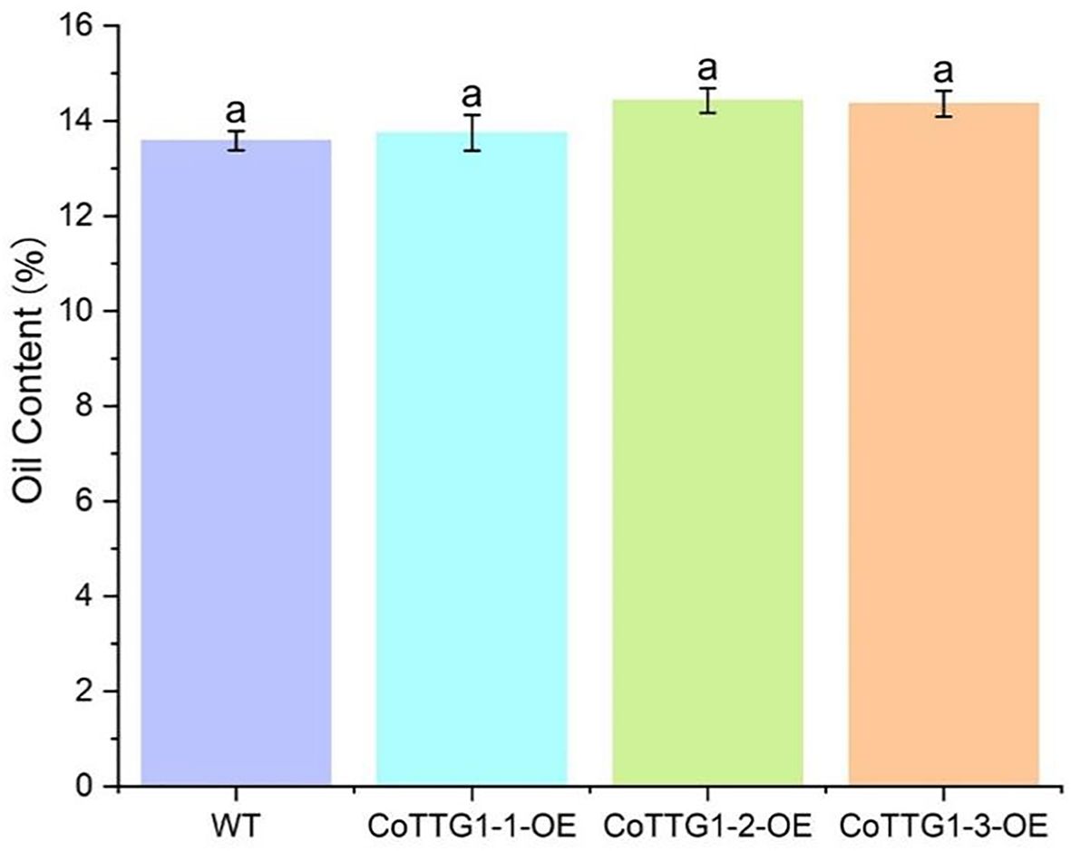 Bar chart comparing oil content percentages among four groups: WT, CoTTG1-1-OE, CoTTG1-2-OE, and CoTTG1-3-OE. Each group shows roughly 14% oil content, with no significant difference, indicated by the letter “a” above each bar.