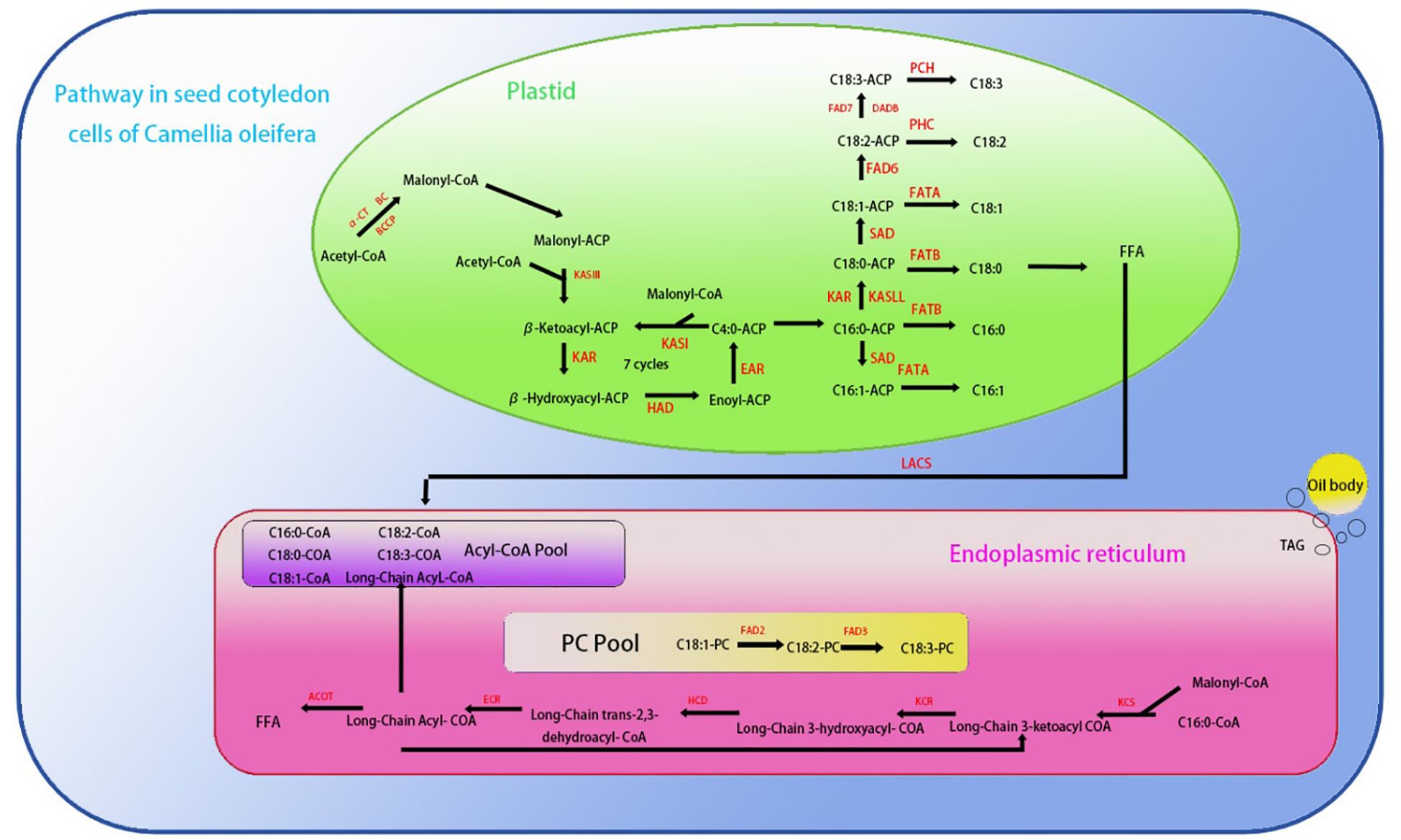 Pathway in seed cotyledon cells of Camellia oleifera. The graphic illustrates the biosynthetic pathway of fatty acids in plastids and the endoplasmic reticulum. The plastid section shows the conversion of Acetyl-CoA to various fatty acids with enzymes labeled in red. The endoplasmic reticulum section details the conversion of free fatty acids to triacylglycerol (TAG) with associated enzyme actions. Pathway arrows connect these processes, highlighting interactions between plastid and endoplasmic reticulum, leading to oil body formation.