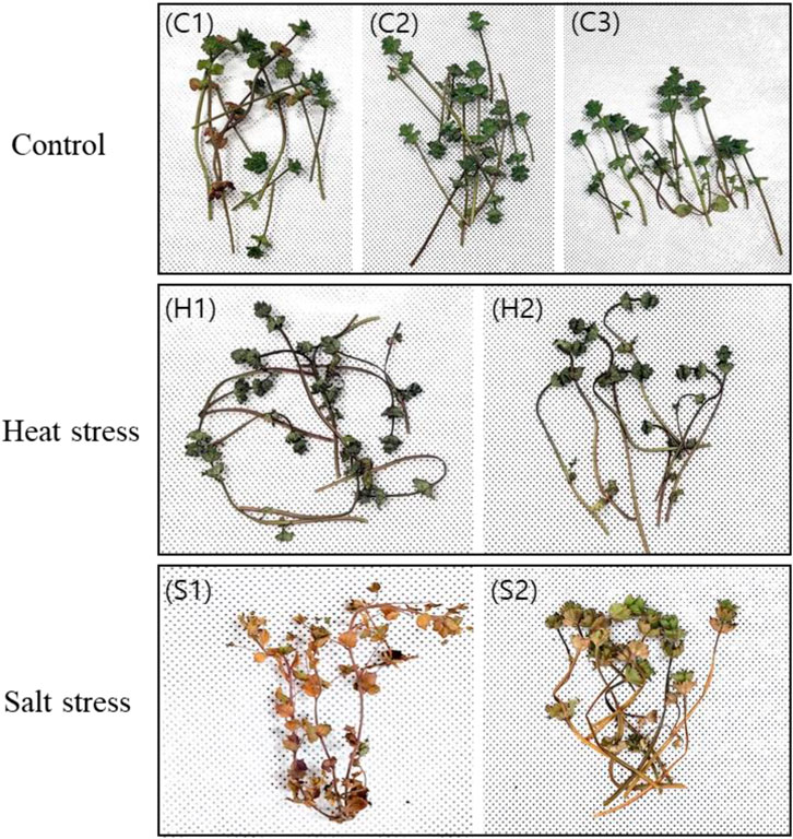 Plant samples are displayed in three rows under different conditions: control, heat stress, and salt stress. The control group (C1, C2, C3) shows healthy green plants. The heat stress group (H1, H2) displays slightly wilted plants with some leaf browning. The salt stress group (S1, S2) exhibits significant wilting and browning, with S1 showing the most damage.