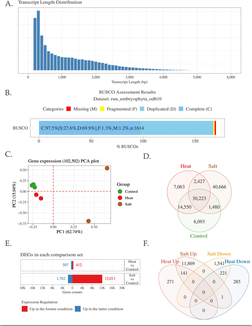 A multi-panel figure depicting genomic data analyses. Panel A shows a bar chart of transcript length distribution with a right-skewed pattern. Panel B presents a horizontal bar chart illustrating BUSCO assessment results, indicating 97.5 percent completeness. Panel C is a PCA plot of gene expression, with green, red, and brown points representing control, heat, and salt groups respectively. Panel D contains a Venn diagram showing shared and unique gene counts among heat, salt, and control groups. Panel E is a horizontal bar chart comparing differentially expressed genes (DEGs) between conditions, highlighting gene regulation changes. Panel F is a Venn diagram showing overlaps of upregulated and downregulated genes across different conditions.