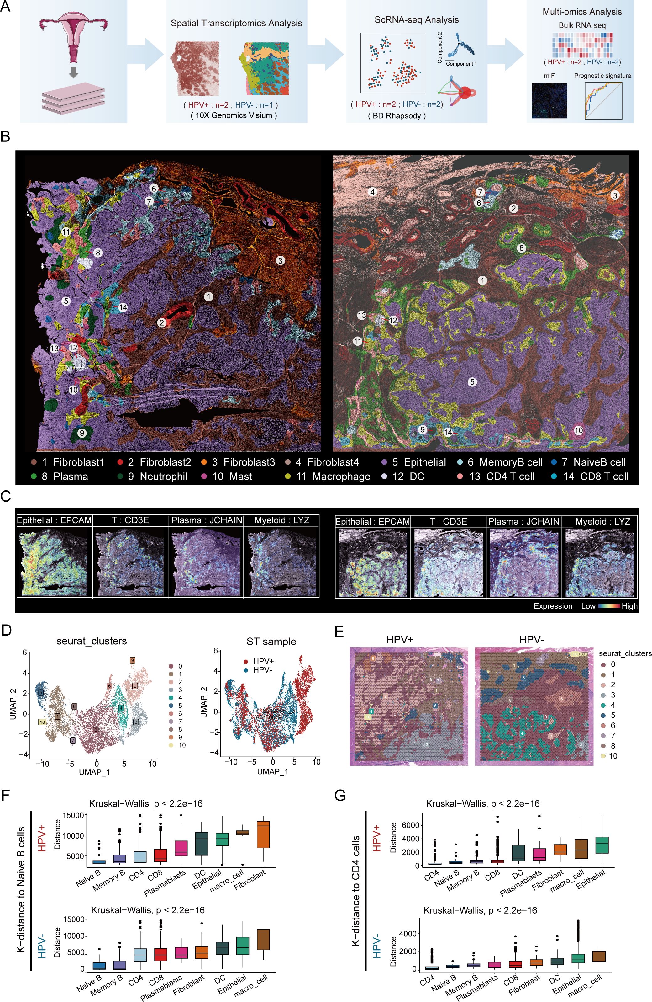 Diagram illustrating a multi-omic analysis of cervical tissue samples comparing HPV positive and negative cases. Panels include A) workflow of spatial transcriptomics and ScRNA-seq analysis. B) Tissue section images highlighting various cell types. C) Expression levels of specific markers for different cell types. D) UMAP plots showing clustering of cell types. E) Spatial transcriptomics images with clusters labeled for HPV positive and negative samples. F and G) Box plots show K-distances for naive B and CD4 cells between HPV positive and negative samples, indicating statistical differences.