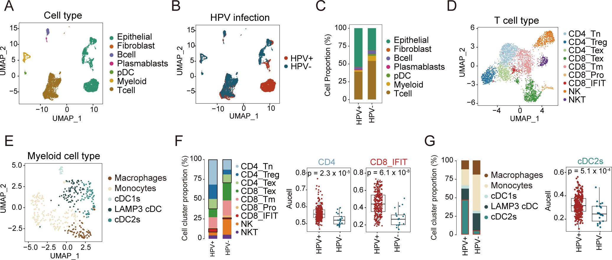 Multiple plots visualize cell type distributions and HPV infection status. Panel A displays a UMAP plot of cell types. Panel B shows another UMAP plot for HPV infection. Panel C provides a bar graph of cell proportions by HPV status. Panel D presents a UMAP of T cell types. Panel E illustrates a UMAP plot of myeloid cell types. Panel F contains bar graphs and box plots for T cell clusters and their proportions, highlighting significant differences with p-values. Panel G features bar graphs and box plots for myeloid clusters, indicating significant differences by HPV status with p-values.