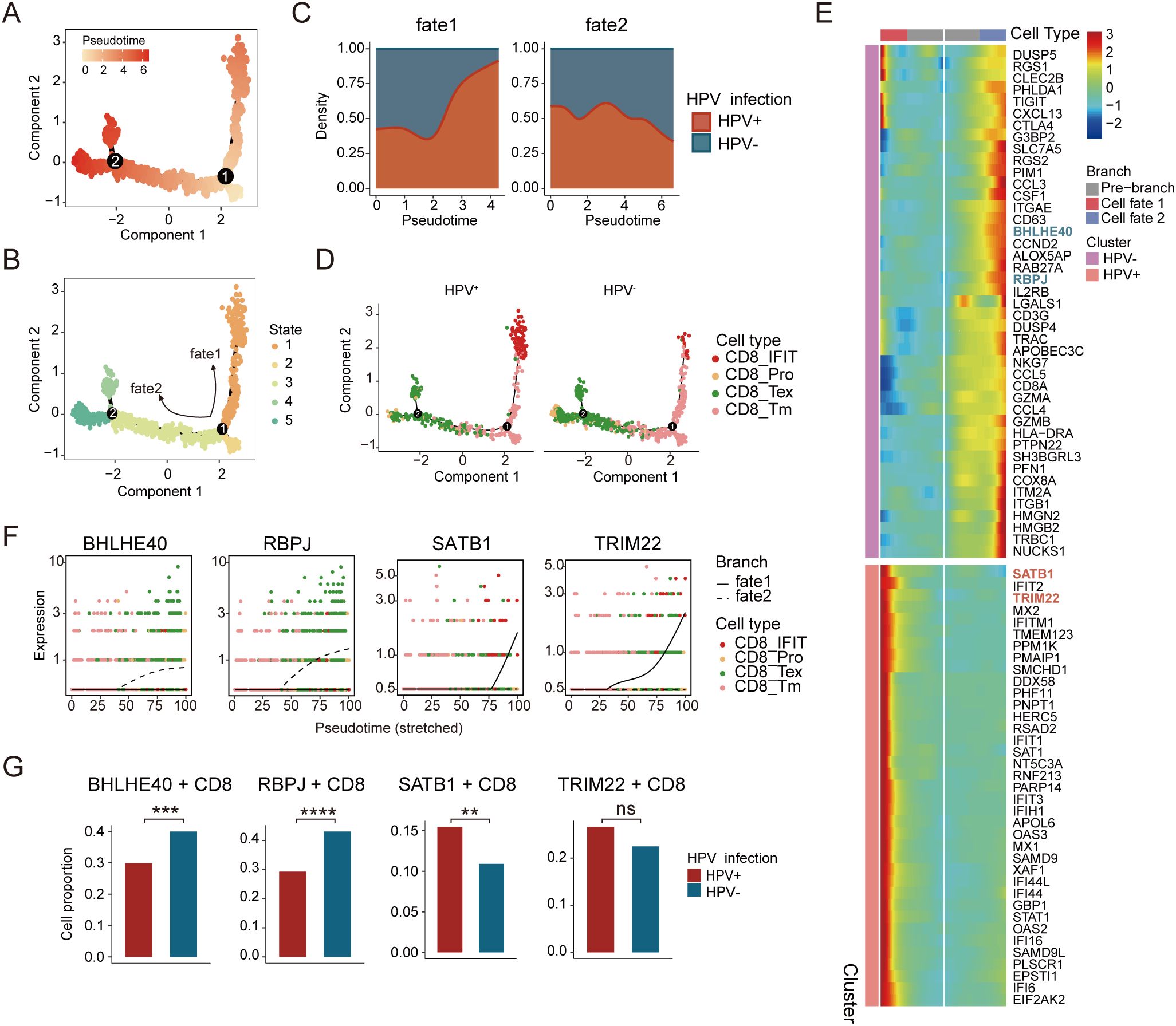 Graphical illustration of CD8+ T cell type analysis and gene expression related to pseudotime and HPV infection. Panels A and B display scatter plots of CD8+ T cells colored by pseudotime and state, with trajectories indicating different fates. Panels C and D show density plots and component scatter plots comparing HPV positive and negative states across pseudotime. Panel E presents a heatmap demonstrating gene expression across CD8+ T cell types and branches, differentiated by colors. Panels F and G provide bar graphs of gene expression versus pseudotime and CD8+ T cell proportions, comparing HPV positive and negative groups.