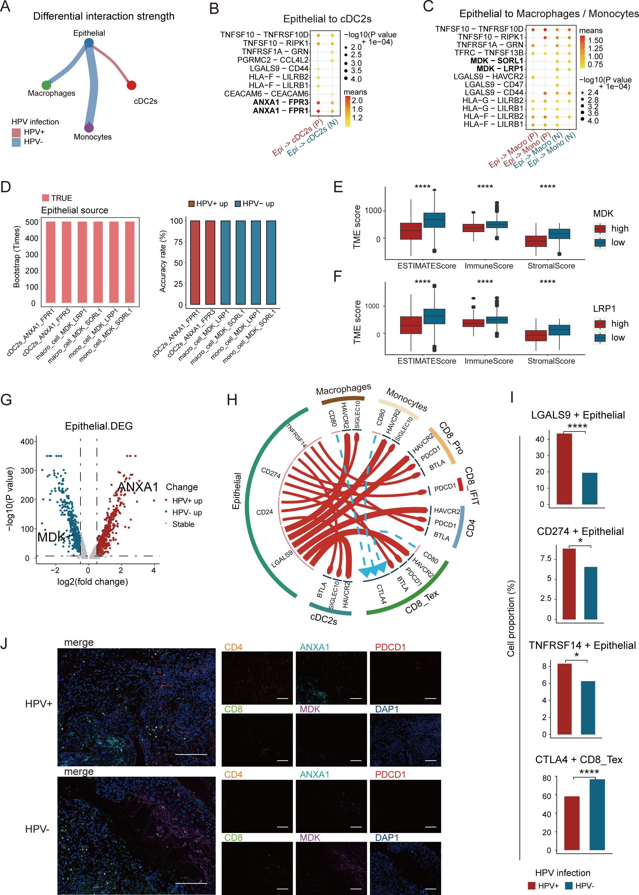 Scientific illustration depicting various analyses related to HPV infection. Panels include (A) differential interaction strengths among epithelial cells, macrophages, monocytes, and cDC2s; (B) potential interactions between epithelial cells and cDC2s; (C) interactions with macrophages/monocytes; (D) data on epithelial source and accuracy rates; (E) tumor microenvironment (TME) scores for MDK and LRP1; (F) epithelial differential expression graph; (G) diagram of interactions among cell types; (H) cell proportion charts for specific markers; (I) immunofluorescence images comparing HPV+ and HPV- conditions for various markers.