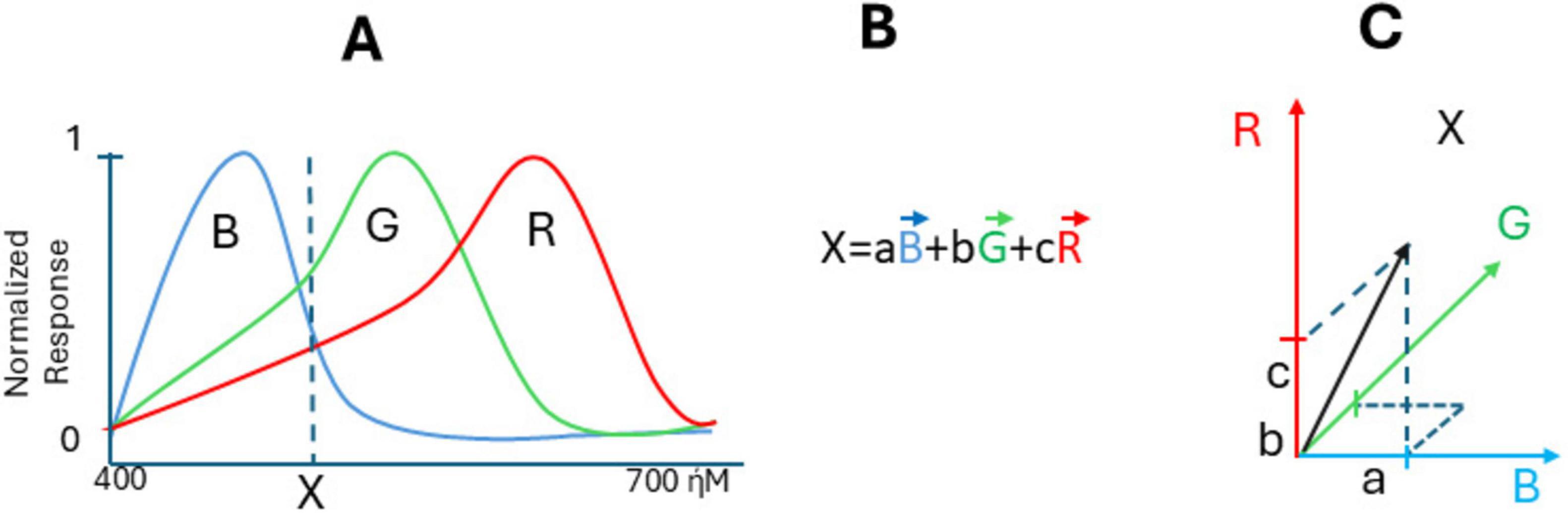 Graph A shows normalized response curves for blue, green, and red light across 400 to 700 nanometers, intersecting at point X. Graph B presents the equation X = aB + bG + cR, indicating a vector model. Graph C illustrates a three-dimensional vector representation with components a, b, and c along blue, green, and red axes.