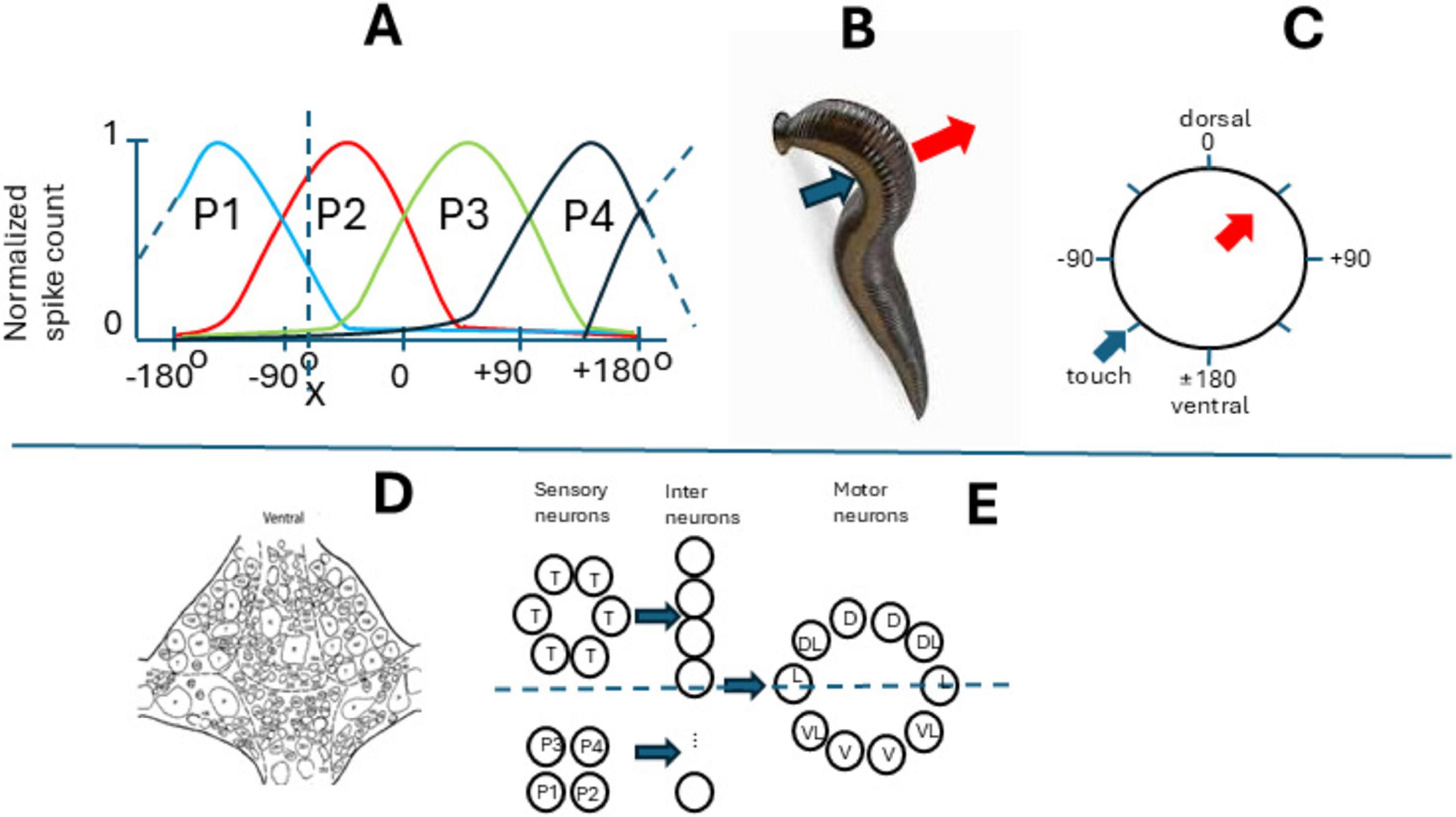 Illustration showing mechanisms of neural response and movement. Panel A: Graph of normalized spike count across angles with curves P1 to P4. Panel B: Leech with arrows indicating movement direction. Panel C: Circular diagram with directional touch and movement indications. Panel D: Network of sensory, inter, and motor neurons. Panel E: Schematic of neurons, labeled T, D, V, and L, with arrows showing signal flow.