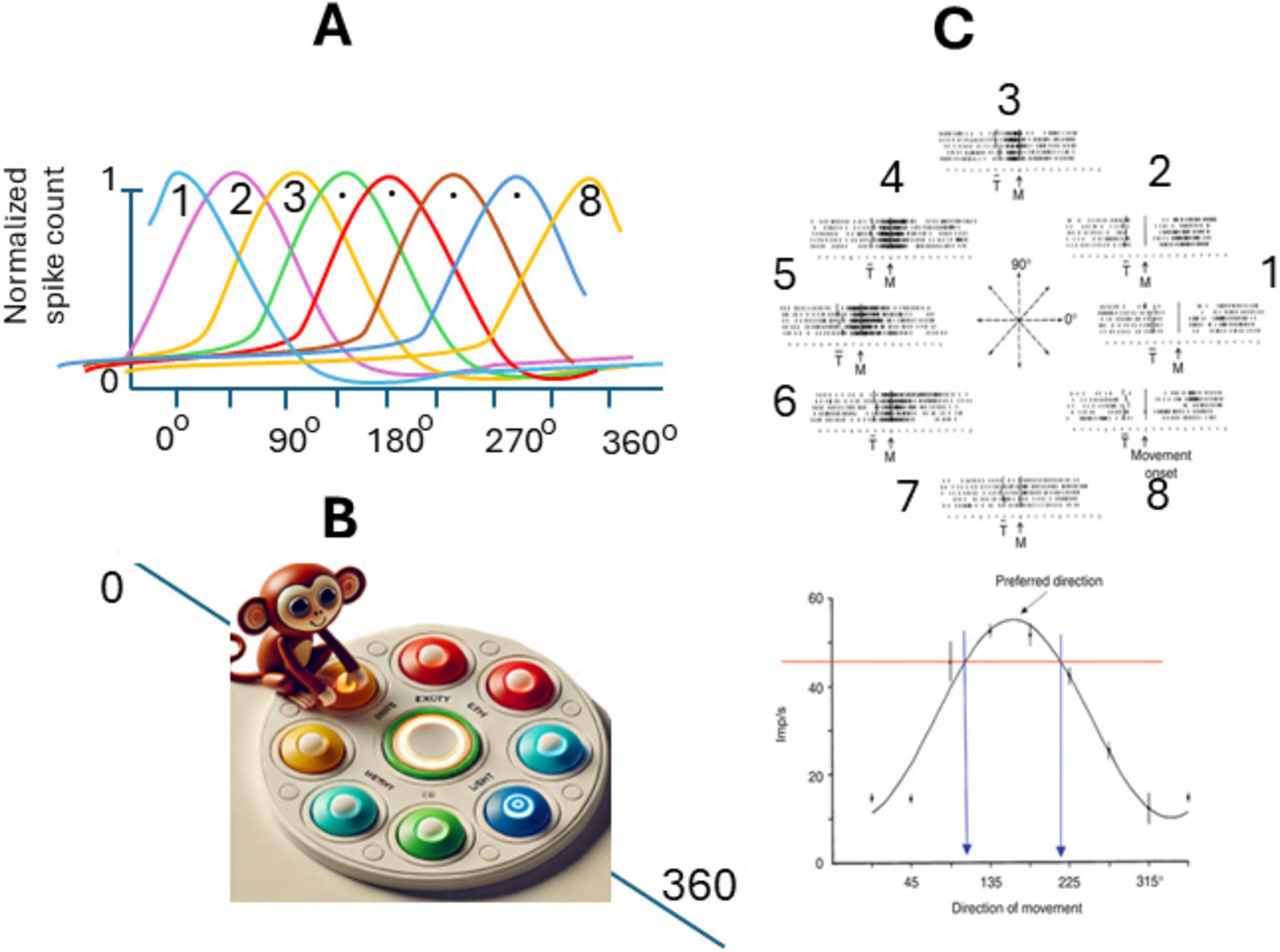 Chart A displays normalized spike count curves for directions labeled one to eight across angles zero to three hundred sixty degrees. Image B shows a toy monkey on a circular multicolored button setup. Chart C includes direction-related spike pattern arrays and a graph plotting impulse against movement direction, highlighting a preferred direction around two hundred twenty-five degrees.