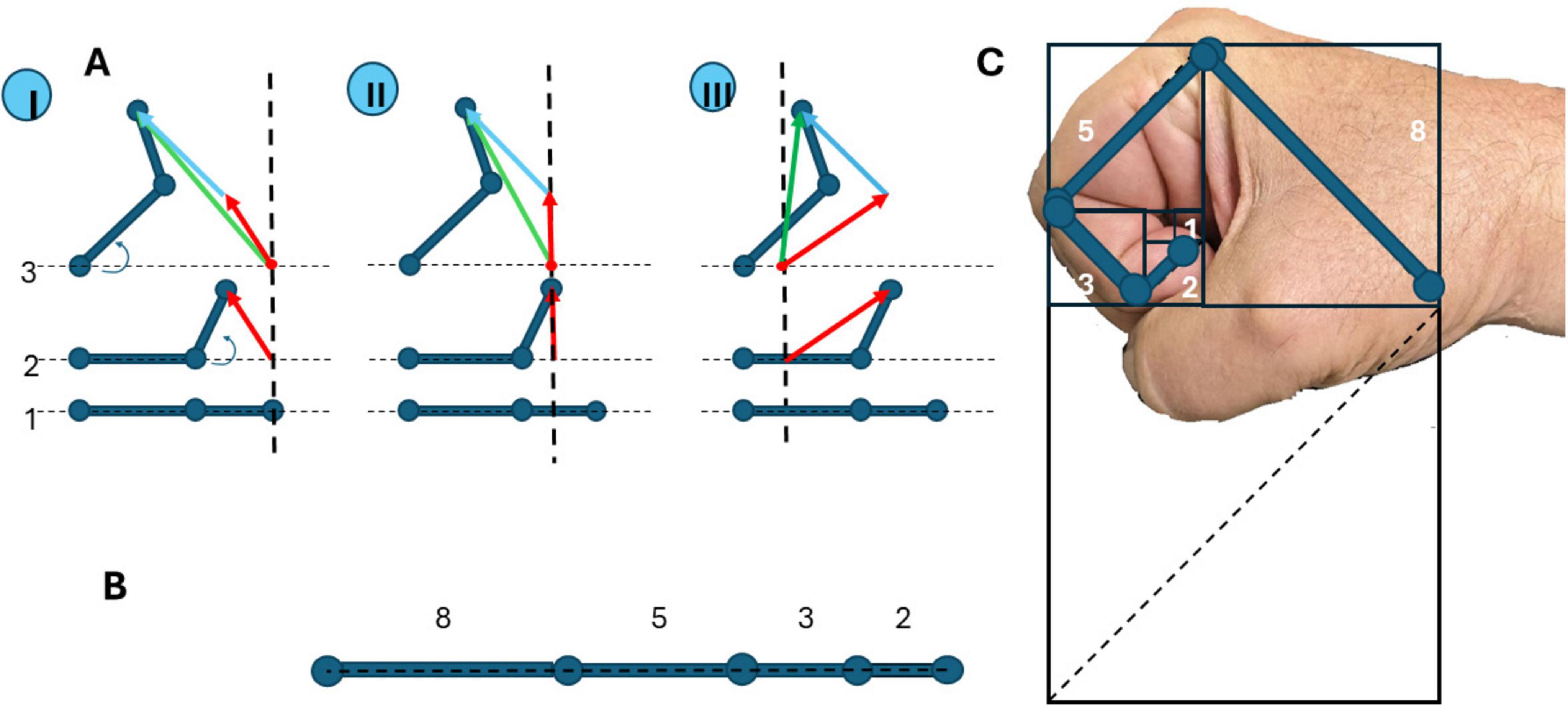 Illustrations showing geometric formations with lines and angles in sequences I, II, and III, accompanied by a diagram of a hand forming a fist. The diagram includes labeled numbers and colored lines indicating angles and lengths. A dashed line connects various points, forming triangles and rectangles. In the bottom section (B), a straight line with numbers 8, 5, 3, and 2 is depicted. In section (C), a hand forms a shape with a superimposed geometric diagram, labeled with numbers and lines.