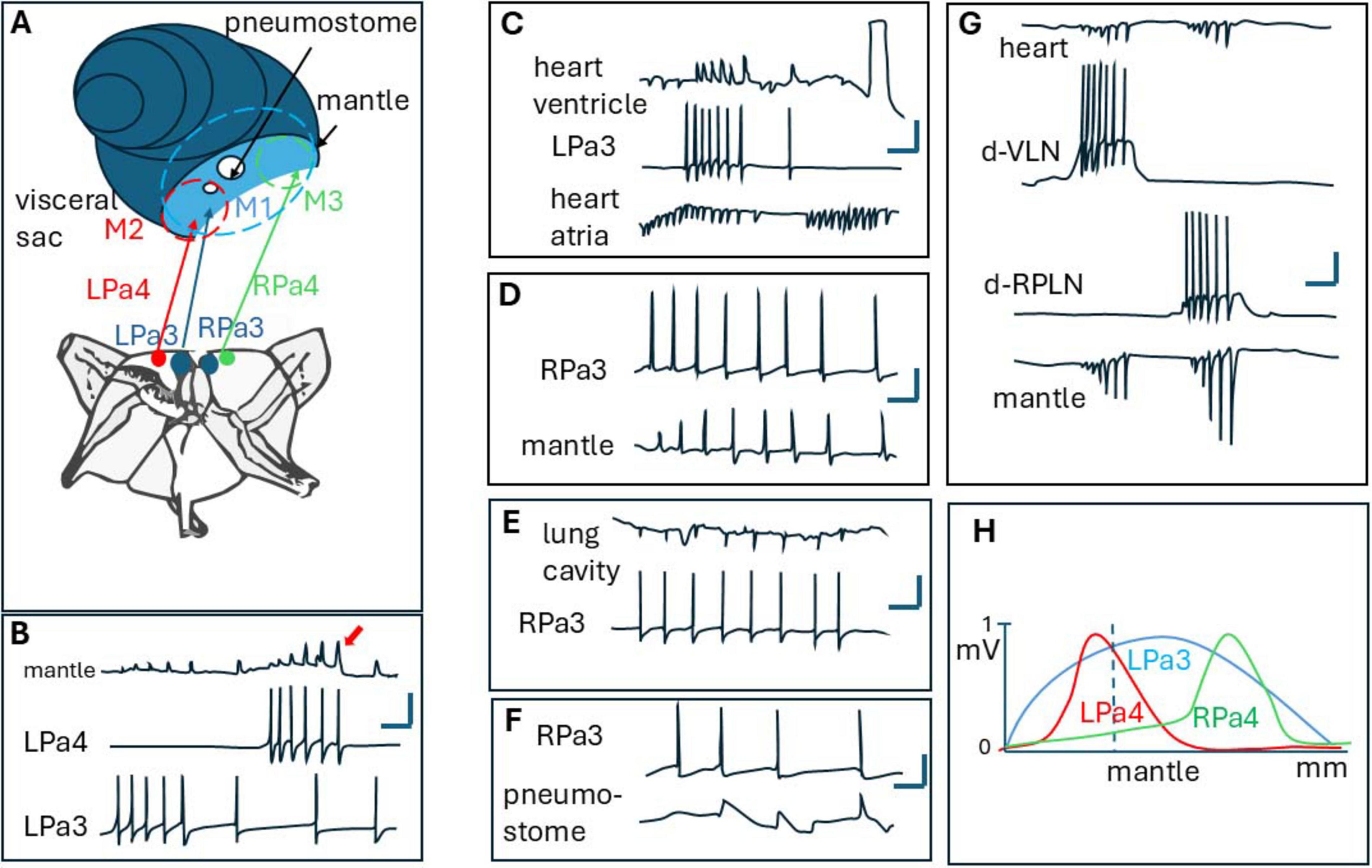 Diagram showing a snail’s nervous system, electrophysiological recordings, and mantle movement patterns. It includes labeled neurons (LPa3, LPa4, RPa3, RPa4), with corresponding graphs (B–G) displaying electrical activity during various functions such as heart and lung activity. Panel H shows a probability distribution graph for LPa3, LPa4, and RPa4 over the mantle. Each section highlights specific physiological responses, indicated by line graphs and labels.