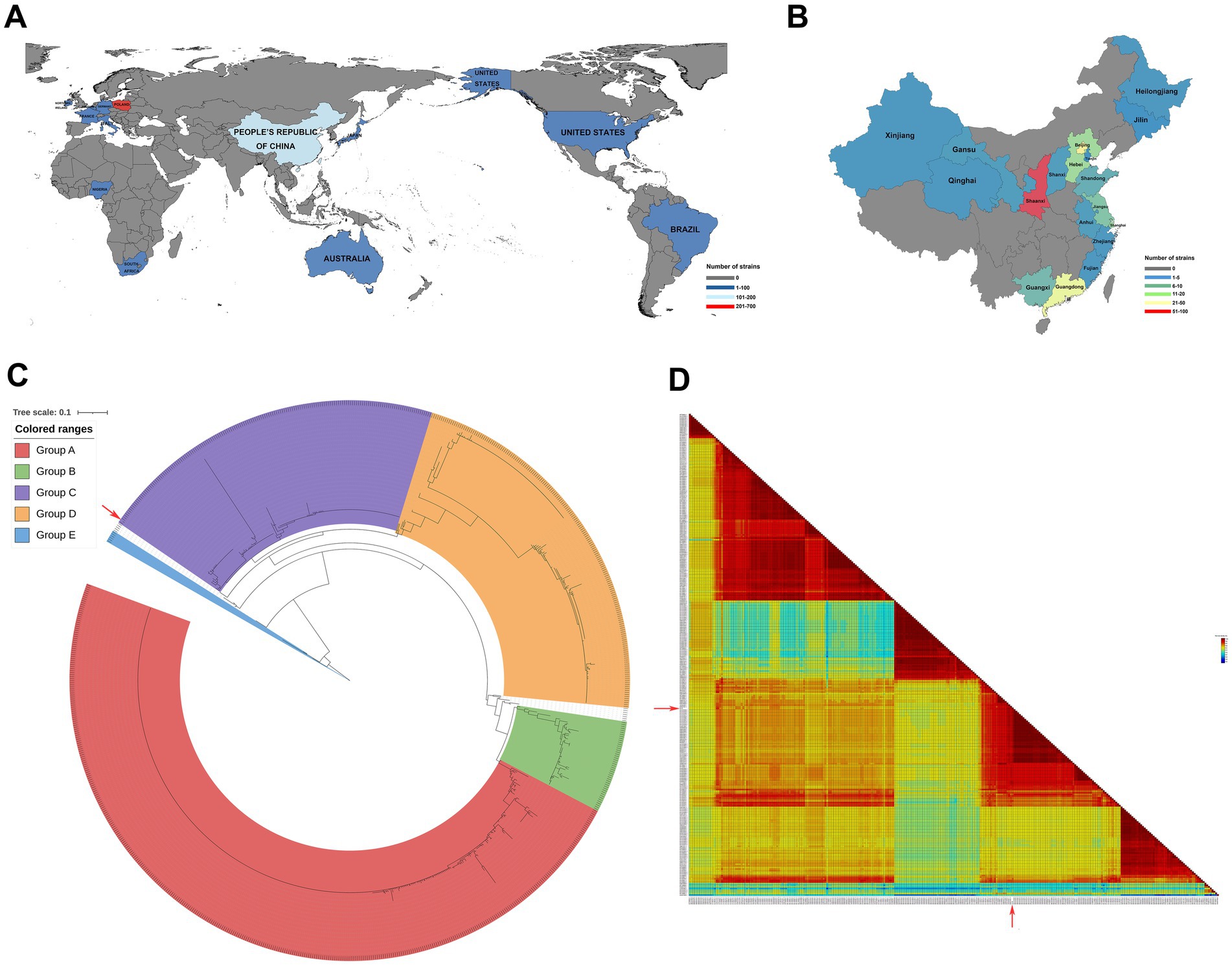 A four-part image shows global strain distribution maps and phylogenetic analysis. Panel A depicts a world map highlighting countries with strain occurrences in varying shades of blue, indicating different strain counts. Panel B shows a map of China, color-coded to represent strain distribution across regions. Panel C presents a circular phylogenetic tree divided into groups A to E, each colored differently. Panel D illustrates a heatmap for strain similarity, with colors representing similarity levels.