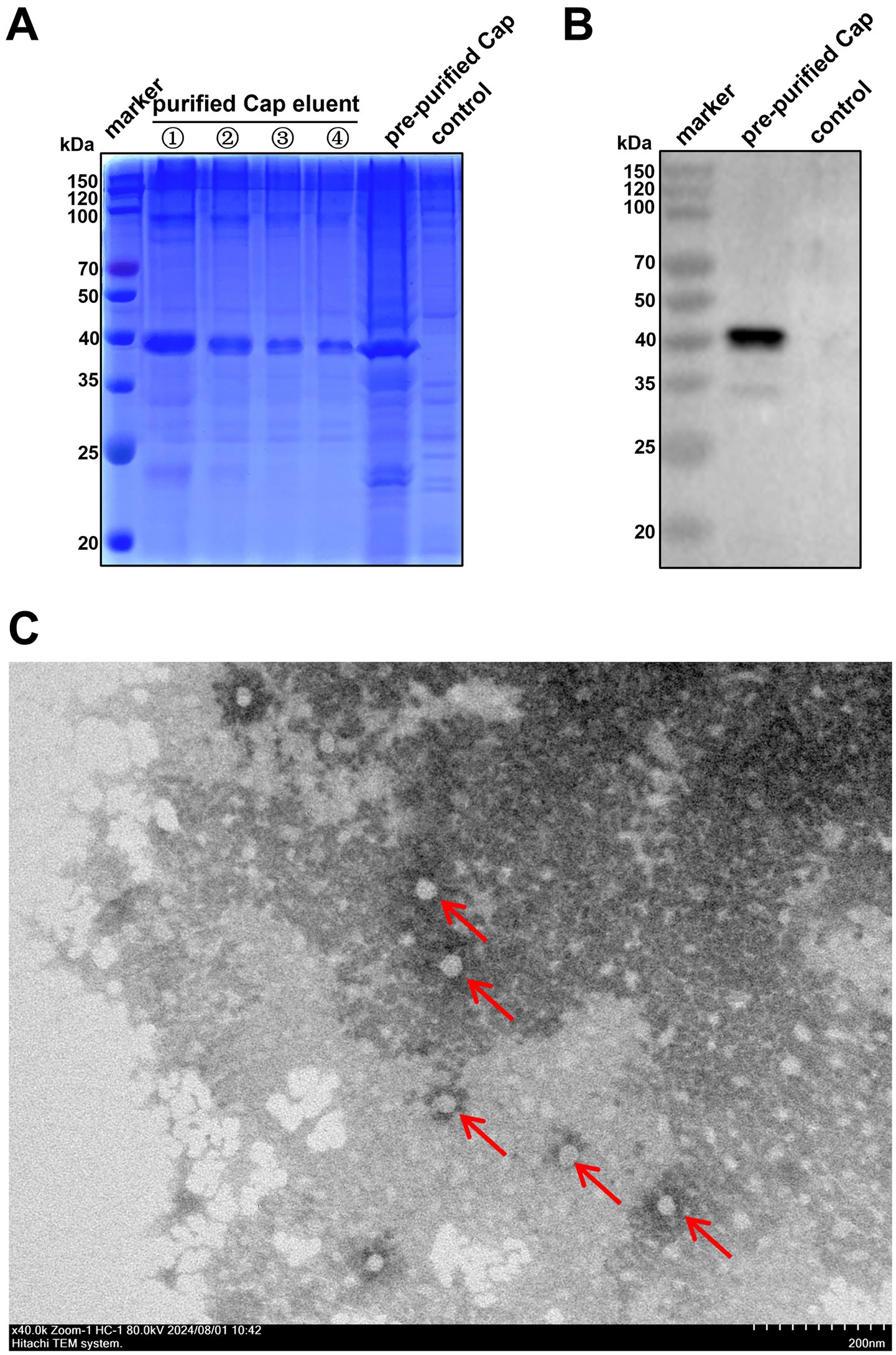 Panel A displays a Coomassie blue-stained gel with lanes labeled as marker, purified Cap eluent samples 1 to 4, pre-purified Cap, and control, highlighting protein bands across different molecular weights. Panel B shows a Western blot with a prominent band in the pre-purified Cap lane, indicating specific protein detection. Panel C features a transmission electron microscopy image with red arrows highlighting spherical particles against a textured background, suggesting the presence of small structures, possibly viral particles.