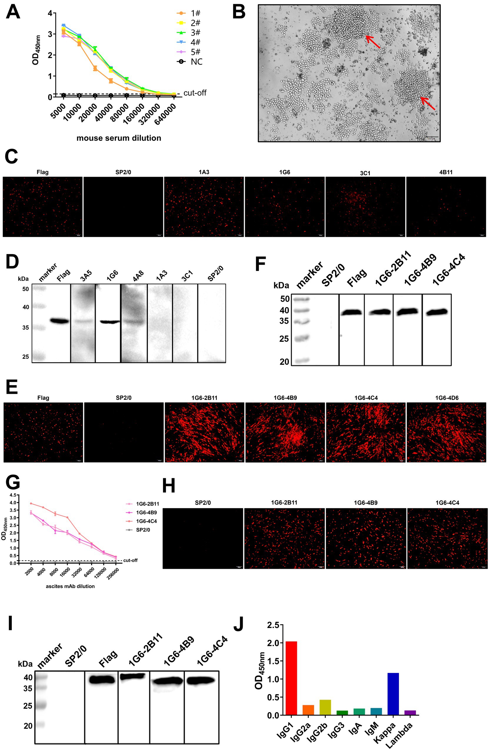 A composite image shows various scientific data: (A) a line graph depicting optical density versus mouse serum dilution for different samples; (B) a microscopic image with two red arrows pointing at specific clusters; (C) fluorescence microscopy images of cells with different labels; (D and F) Western blot images showing protein bands; (E and H) fluorescence images of different monoclonal antibodies; (G) a line graph of optical density versus ascites mAb dilution for specific antibodies; (I) another Western blot image; (J) a bar graph of optical density for different immunoglobulin classes.