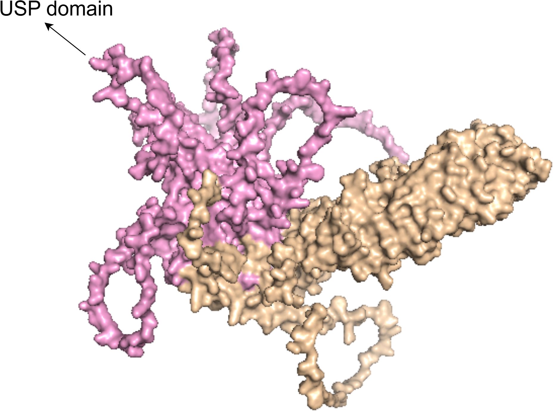 Molecular model showing a protein structure with a tan and pink color scheme. The pink indicates the USP domain, highlighted with an arrow. The model displays a complex, intertwined form.