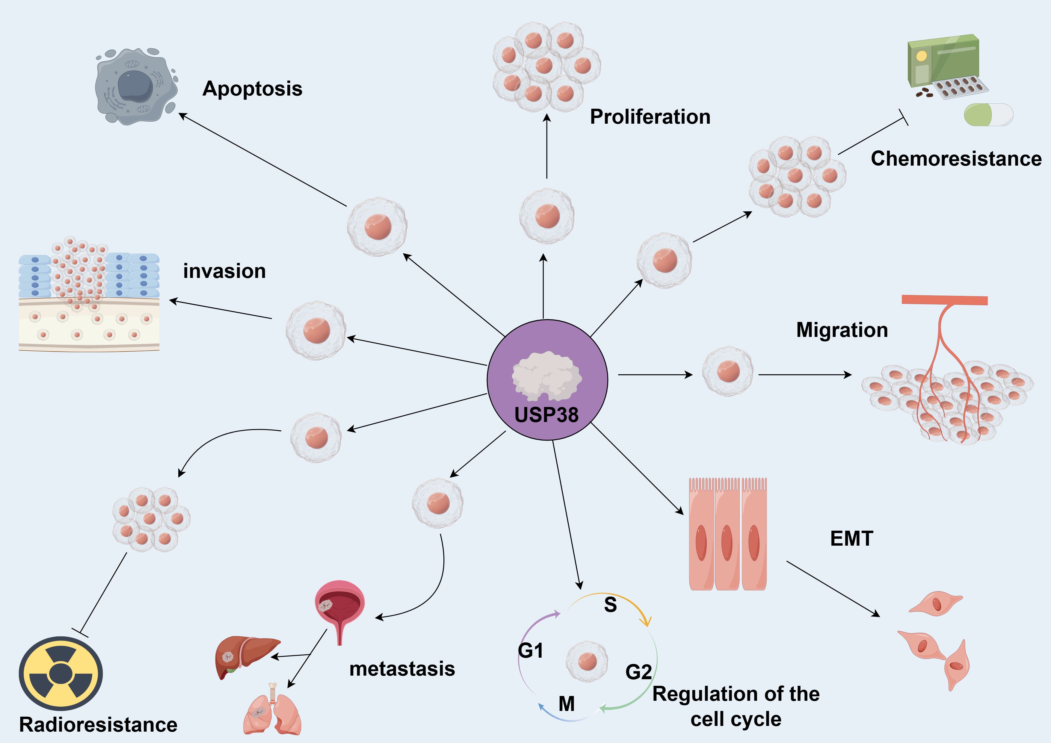 Diagram of USP38's role in cancer progression. USP38 is centralized, with arrows pointing to processes: apoptosis, proliferation, chemoresistance, migration, EMT, cell cycle regulation, metastasis, invasion, and radioresistance. Each process is represented by relevant icons and cells.