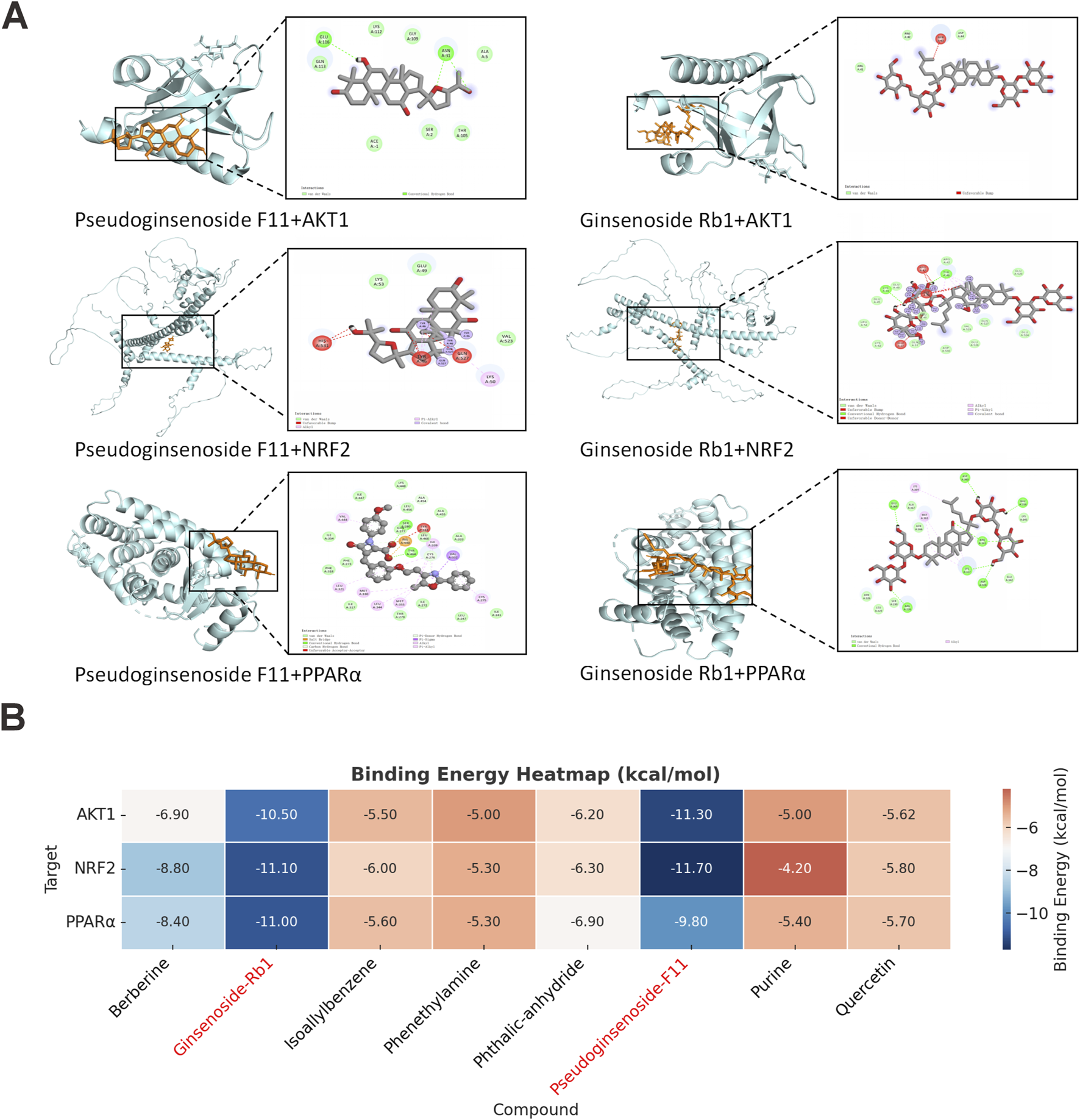 Diagram and heatmap showing interactions and binding energy of compounds with proteins: A. Illustrations of molecular interactions for Pseudoginsenoside F11 and Ginsenoside Rb1 with AKT1, NRF2, and PPARα. Each panel highlights the binding sites and molecular structures.B. Heatmap displaying binding energies (kcal/mol) for various compounds including Berberine, Ginsenoside Rb1, and Pseudoginsenoside F11 with targets AKT1, NRF2, and PPARα. Color gradient indicates energy levels.
