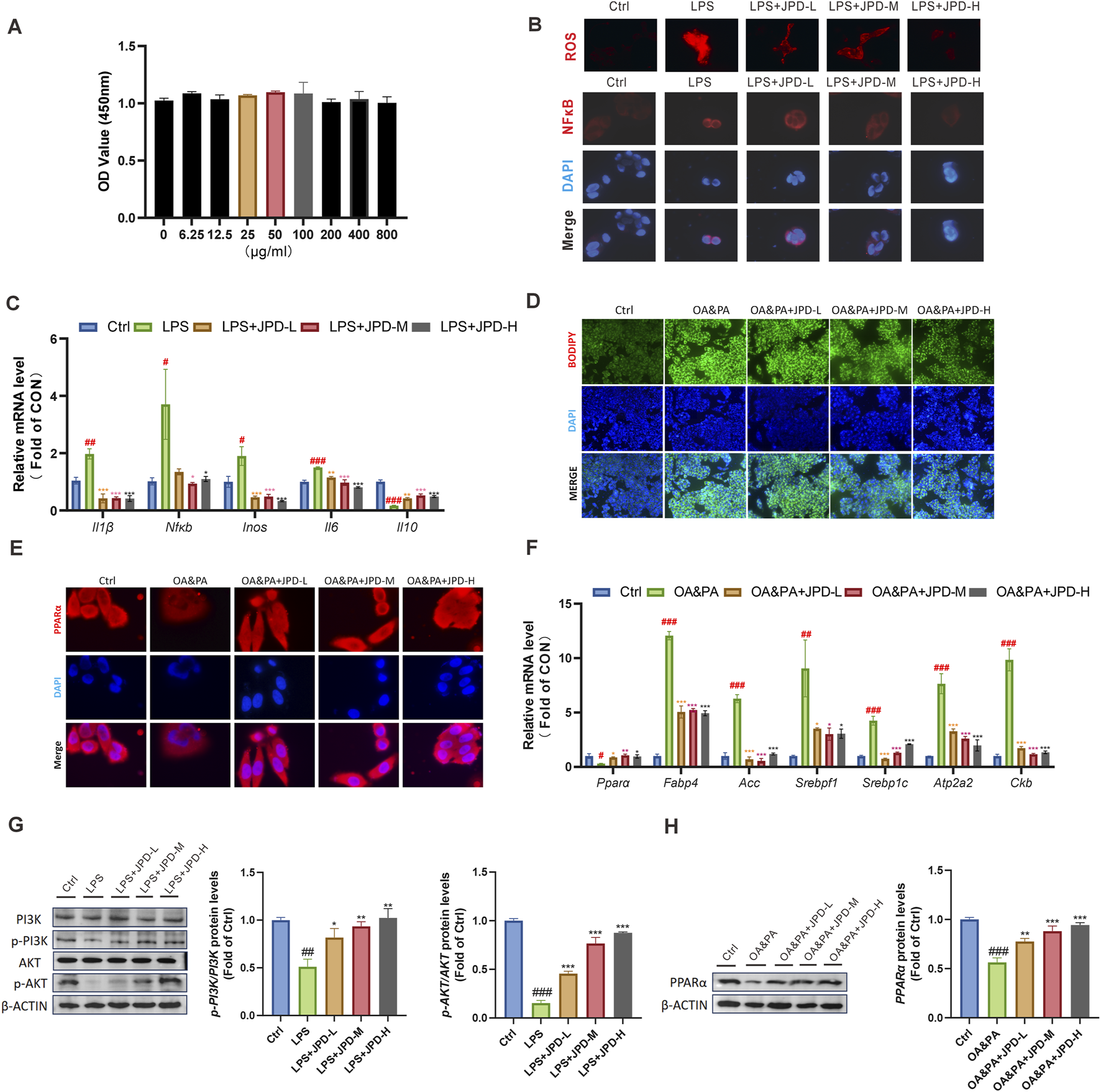 Multiple panels detail experimental data and results. A: Bar graph showing optical density values at different concentrations (μg/mL). B: Fluorescence images show ROS, NFκB, and DAPI staining across different treatment conditions. C: Bar graph illustrating relative mRNA levels of various genes. D: Fluorescence images with BODIPY and DAPI staining. E: Fluorescence images with Proximity Ligation Assay (PLA) and DAPI staining. F: Bar graph of mRNA levels across conditions. G: Western blot and bar graphs for protein levels of PI3K/AKT pathway components. H: Western blot and bar graph for PPARα protein levels.