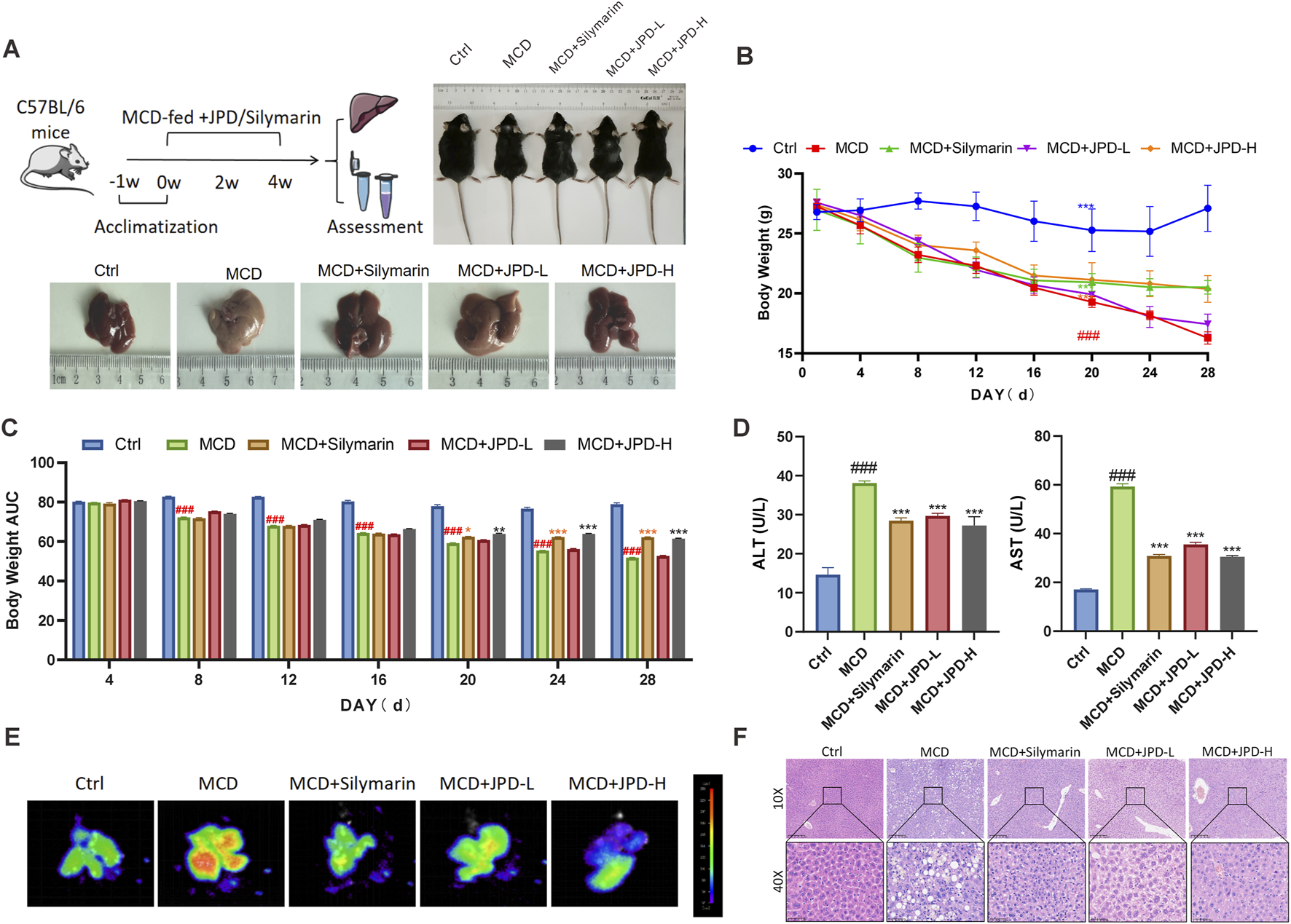 Graphs and images depicting an experiment on C57BL/6 mice with methionine-choline deficient diet and treatments. (A) Experimental design and images of mouse livers. (B) Line graph showing body weight over 28 days with different treatments. (C) Bar chart of body weight AUC. (D) ALT and AST levels for different groups. (E) Imaging showing differences in liver uptake. (F) Histological liver sections at 10x and 40x magnification, showing varying liver morphology across groups (Ctrl, MCD, MCD+Silymarin, MCD+JPD-L, MCD+JPD-H).