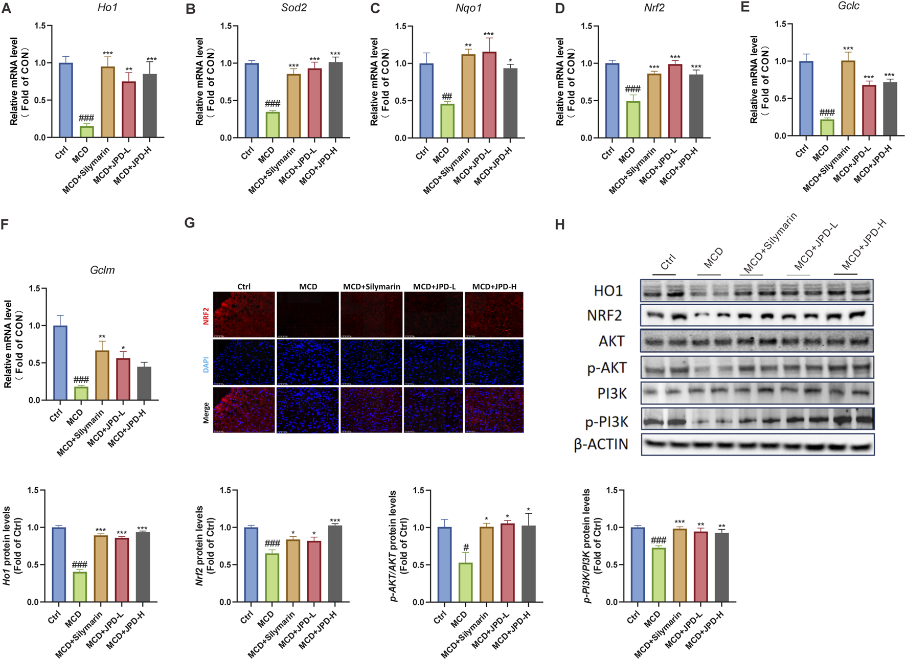 Bar charts, microscopy images, and western blot data depict the effects of various treatments on mRNA and protein levels. Bar charts (A-F) show relative mRNA levels of six genes (Ho1, Sod2, Nqo1, Nrf2, Gclc, and Gclm). Images (G) display expression of NRF2 and DAPI in liver tissues under different treatment conditions. The western blot (H) compares protein levels of HO1, NRF2, AKT, p-AKT, PI3K, p-PI3K, and β-ACTIN. Each figure shows results across five groups: Control, MCD, MCD+Silymarin, MCD+JPD-L, and MCD+JPD-H.