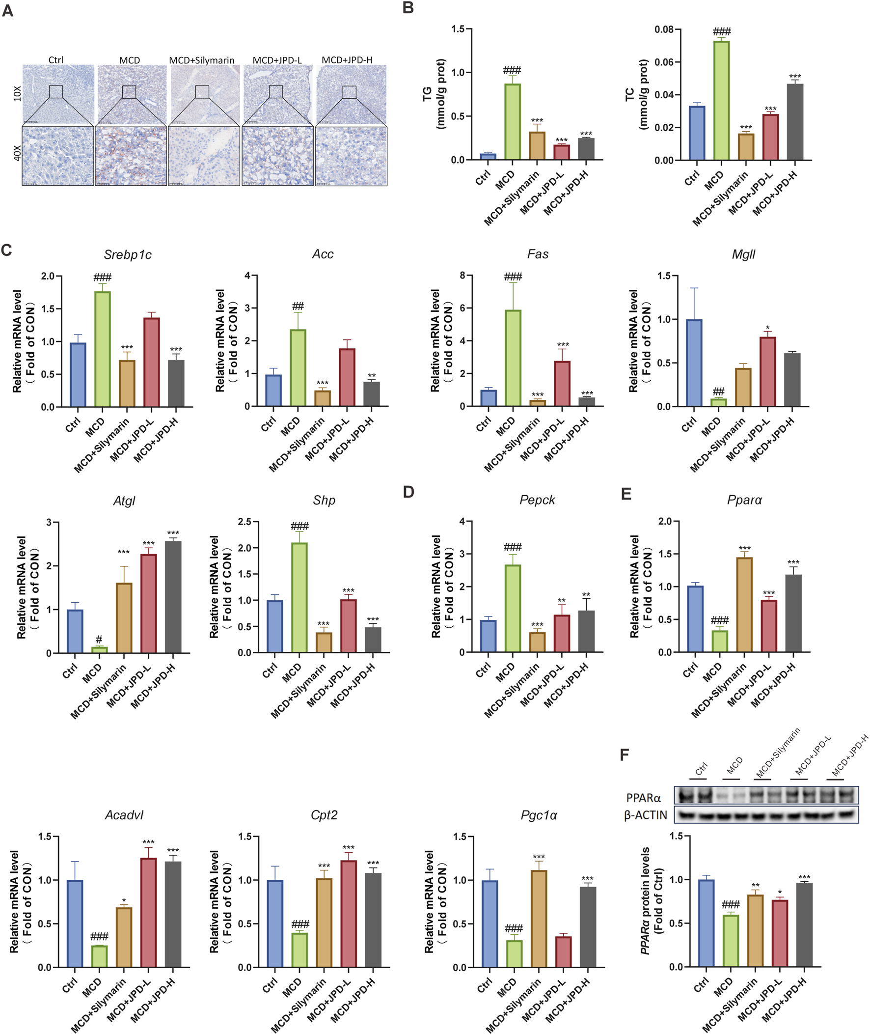 Panel A shows liver tissue slides under 10x and 40x magnification for different treatment groups: Ctrl, MCD, MCD+Silymarin, MCD+JPD-L, and MCD+JPD-H. Panel B presents bar graphs of triglyceride (TG) and total cholesterol (TC) levels. Panel C displays multiple bar graphs showing relative mRNA levels of genes including Srebp1c, Acc, Fas, Mgll, Atgl, and Shp. Panel D has a bar graph for Pepck mRNA levels. Panel E shows a bar graph for Ppara mRNA levels. Panel F contains a Western blot image for PPARα and β-ACTIN, and a corresponding bar graph for PPARα protein levels.