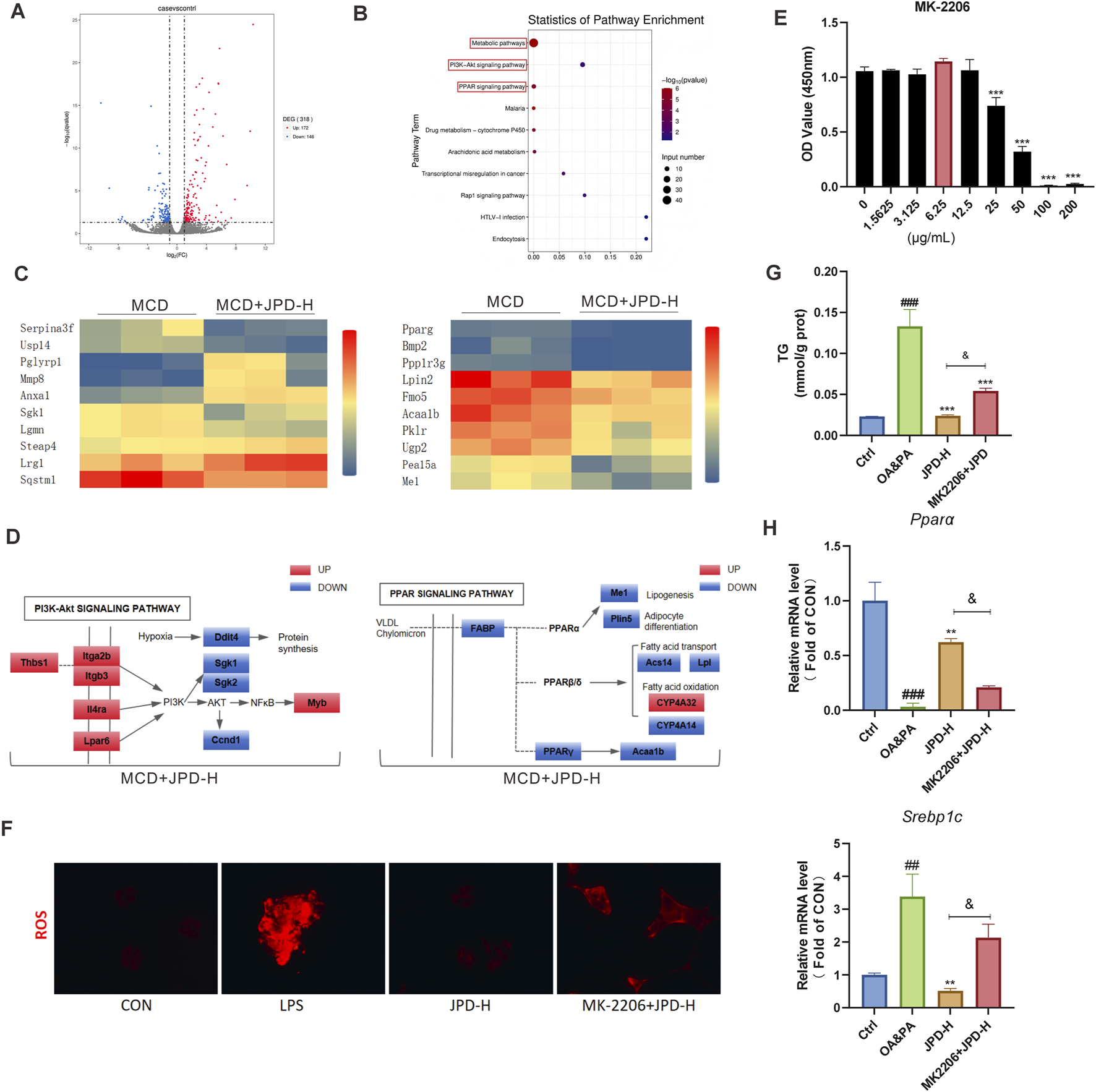 The image consists of multiple panels displaying scientific data: A) A volcano plot with gene expression changes.B) A bubble chart showing pathway enrichment statistics.C) Two heatmaps comparing gene expression levels across conditions, labeled MCD and MCD+JPD-H.D) Diagrams of PI3K-AKT and PPAR signaling pathways with labeled genes.E) A bar chart showing OD values at varying concentrations of MK-2206.F) Fluorescent images illustrating ROS presence under different conditions.G) A bar chart of triglyceride levels for Ppara.H) Bar charts of mRNA levels for Ppara and Srebp1c under different treatments.