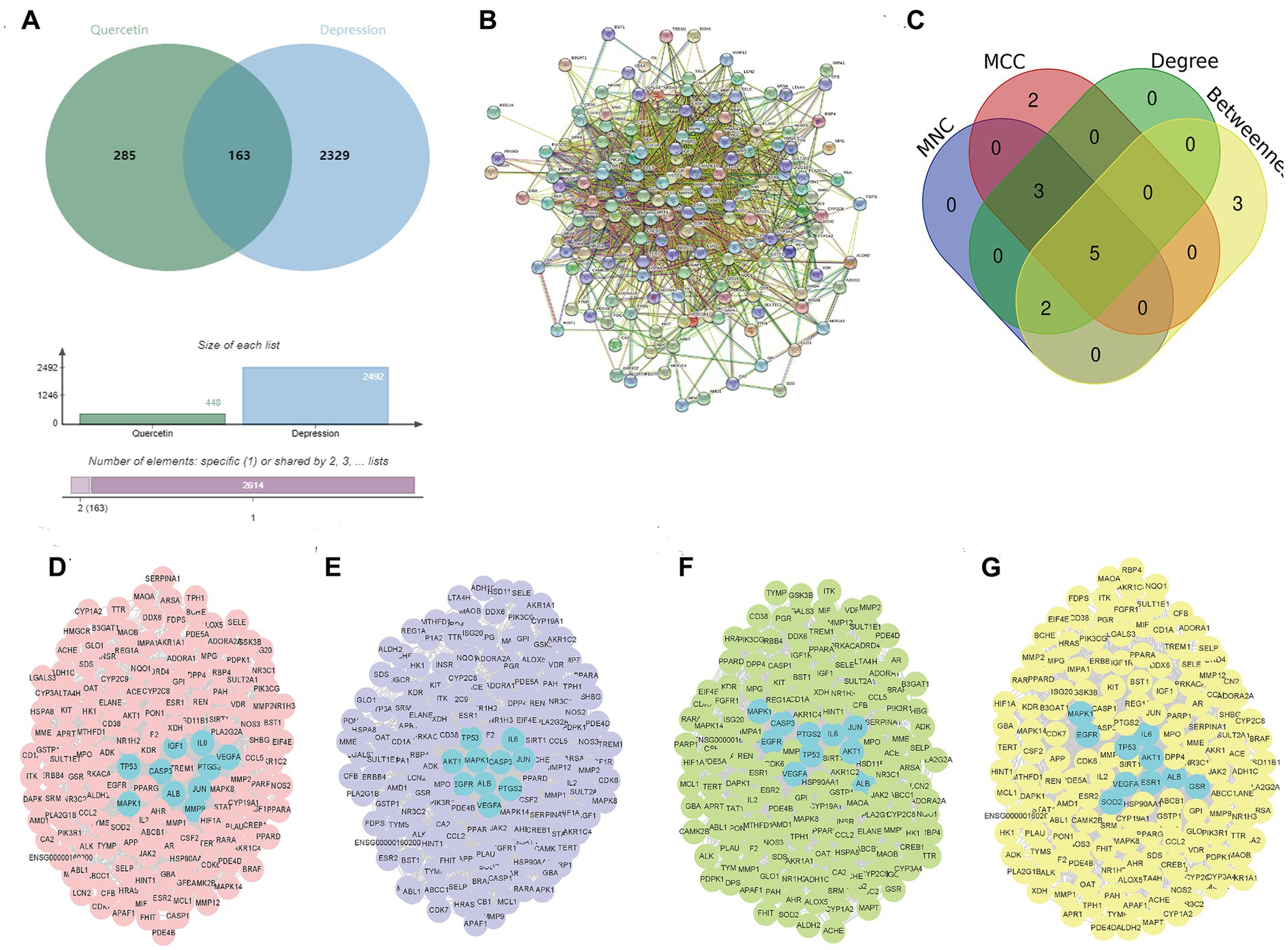(A) Venn diagram showing overlap between Quercetin and Depression, with 285 unique to Quercetin, 163 common, and 2,329 unique to Depression. (B) Complex network diagram visualizing protein-protein interactions. (C) Venn diagram illustrating the topological analysis with four metrics: MCC, Degree, MNC, and Betweenness, with intersections noted. (D-G) Clustered protein maps with labeled nodes, each node representing different proteins involved in biological processes, color-coded for different clusters.