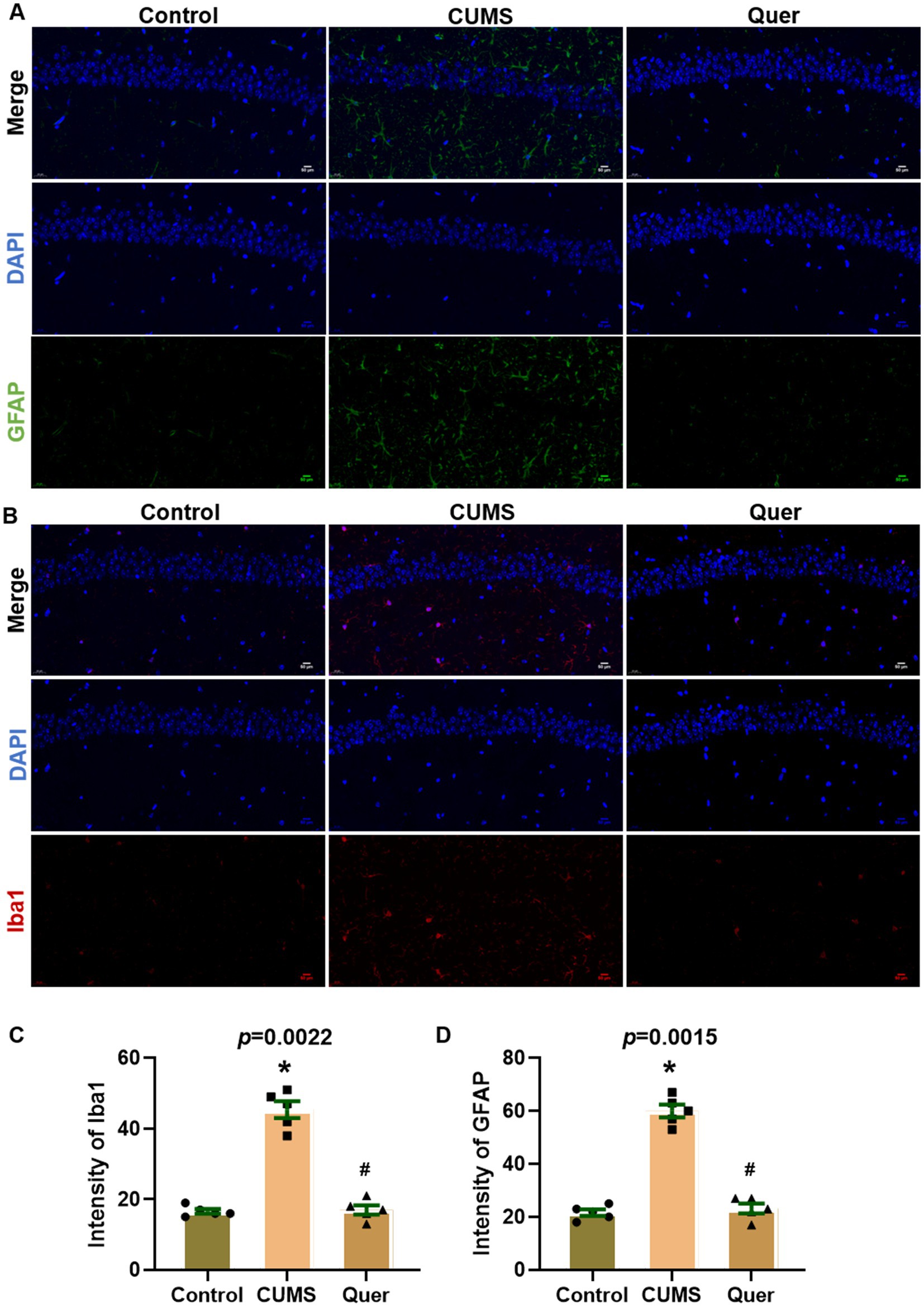 Fluorescence microscopy images show brain tissue under different conditions: Control, CUMS, and Quer. Panel A shows DAPI in blue and GFAP in green. Panel B shows DAPI in blue and Iba1 in red. Graphs C and D indicate the intensity of Iba1 and GFAP, respectively, with statistical markers highlighting differences between groups.