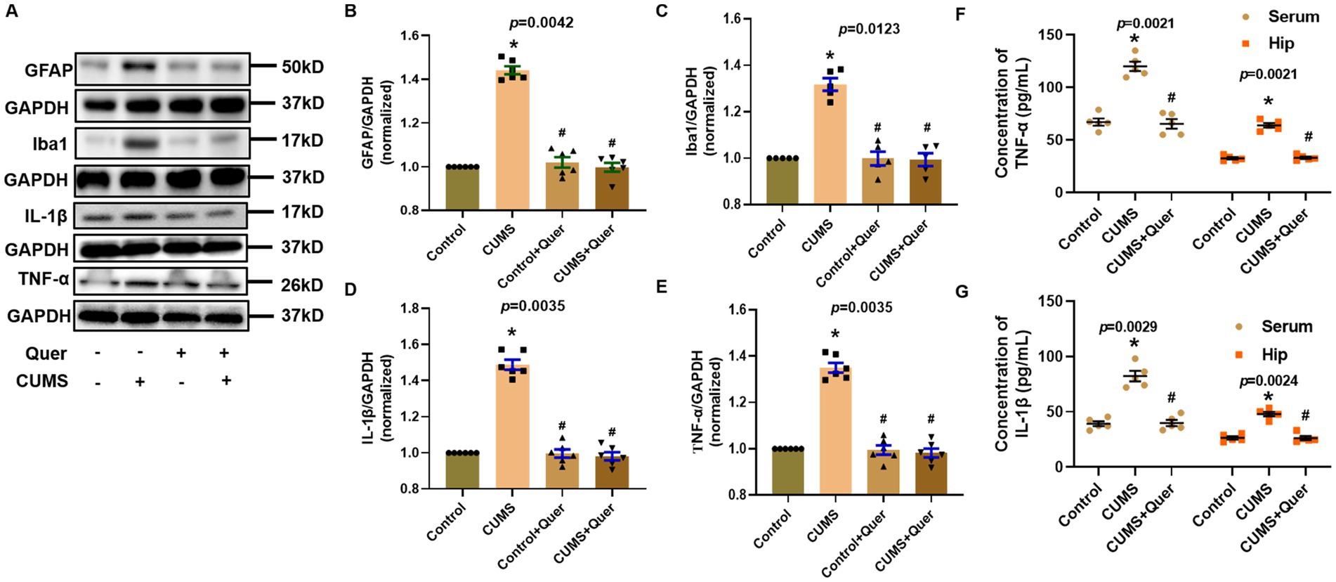 A composite image depicting protein expression and concentration results. Panel A shows Western blots for GFAP, Iba1, IL-1β, and TNF-α with GAPDH controls. Panels B to E display bar graphs of normalized protein expression ratios (GFAP, Iba1, IL-1β, TNF-α to GAPDH) across four experimental groups: Control, CUMS, Control + Quer, and CUMS + Quer. Panels F and G show scatter plots of TNF-α and IL-1β concentrations in serum and hippocampus (Hip), respectively, across the same groups, with significance values indicated (p-values shown). Bars and markers indicate data variability and statistical significance.
