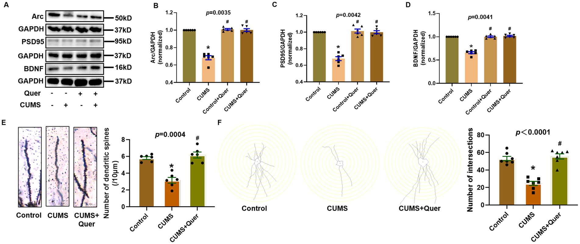 Western blot and bar graphs illustrate the effects of quercetin (Quer) and chronic unpredictable mild stress (CUMS) on protein expression levels (Arc, PSD95, BDNF) and GAPDH normalization. Images and graphs also show dendritic spine number and intersection count, indicating significant differences across Control, CUMS, Control+Quer, and CUMS+Quer groups, with statistical values for significance labeled.