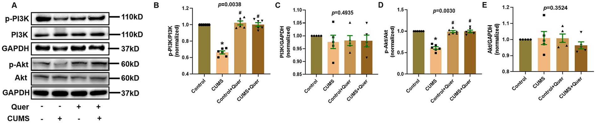 Western blot and bar graphs showing effects of Quer on PI3K/Akt pathway in control and CUMS-treated groups. Panel A displays protein bands for p-PI3K, PI3K, p-Akt, Akt, and GAPDH. Panels B to E show bar graphs for p-PI3K/PI3K, PI3K/GAPDH, p-Akt/Akt, and Akt/GAPDH ratios, respectively, across different groups: Control, CUMS, Control+Quer, and CUMS+Quer. Significance levels are indicated with p-values, and symbols denote statistical significance.