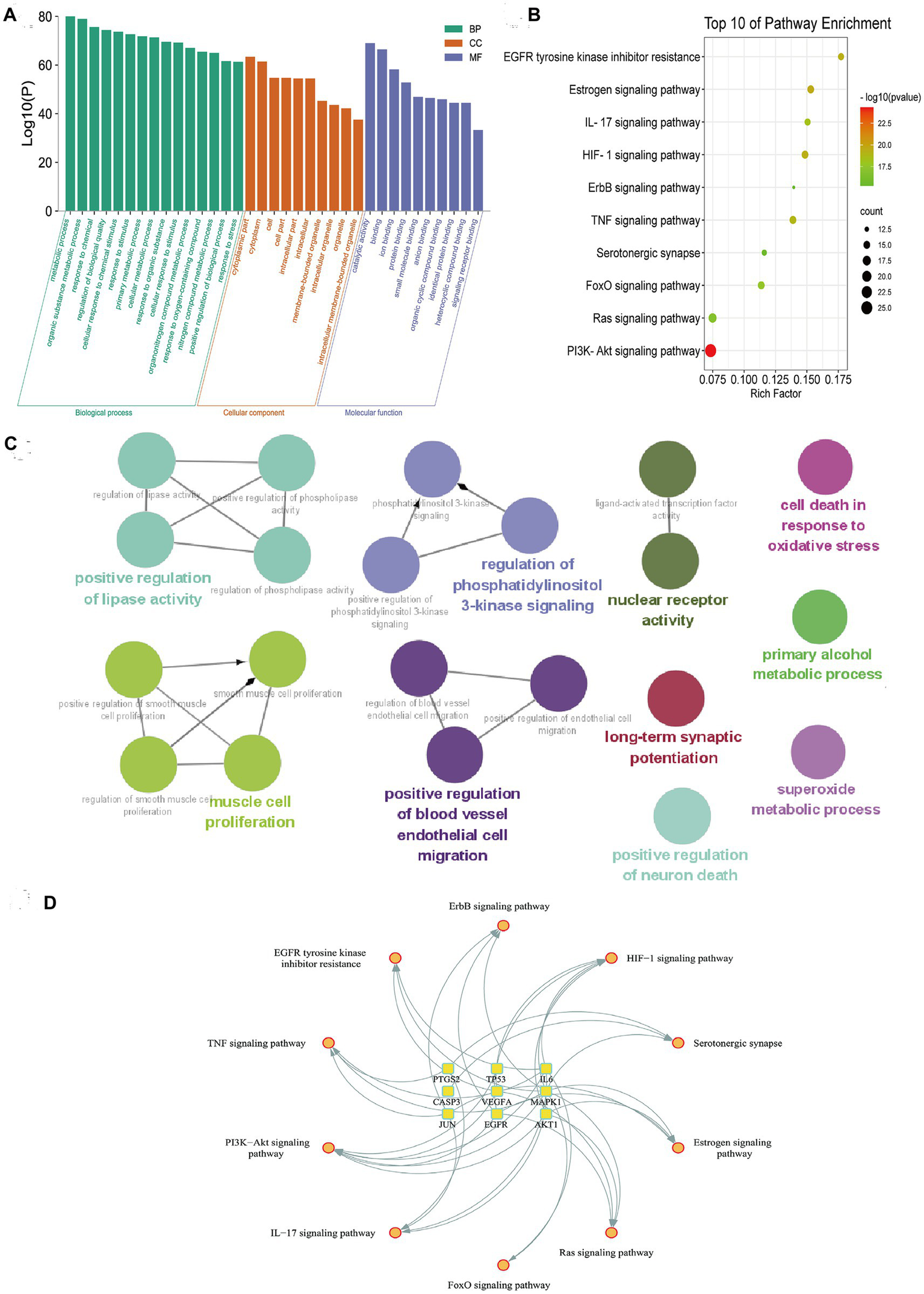 Panel A shows a bar graph of enriched gene ontology terms divided into biological process (BP), cellular component (CC), and molecular function (MF). Panel B is a dot plot of the top 10 enriched pathways, with dot size showing gene count and color indicating significance. Panel C presents a network diagram of related biological processes, colored based on function. Panel D is a circular network of connected signaling pathways, linked to genes indicated by nodes.